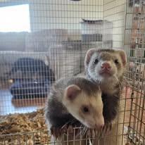 Enlarge Slinky and Butters, a Adoptable Ferret in Mount Vernon, WA image 1/1
