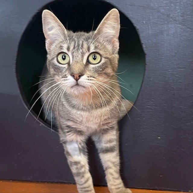 Enlarge Molly, a Adopted Domestic Short Hair in Burlingame, CA image 1/1