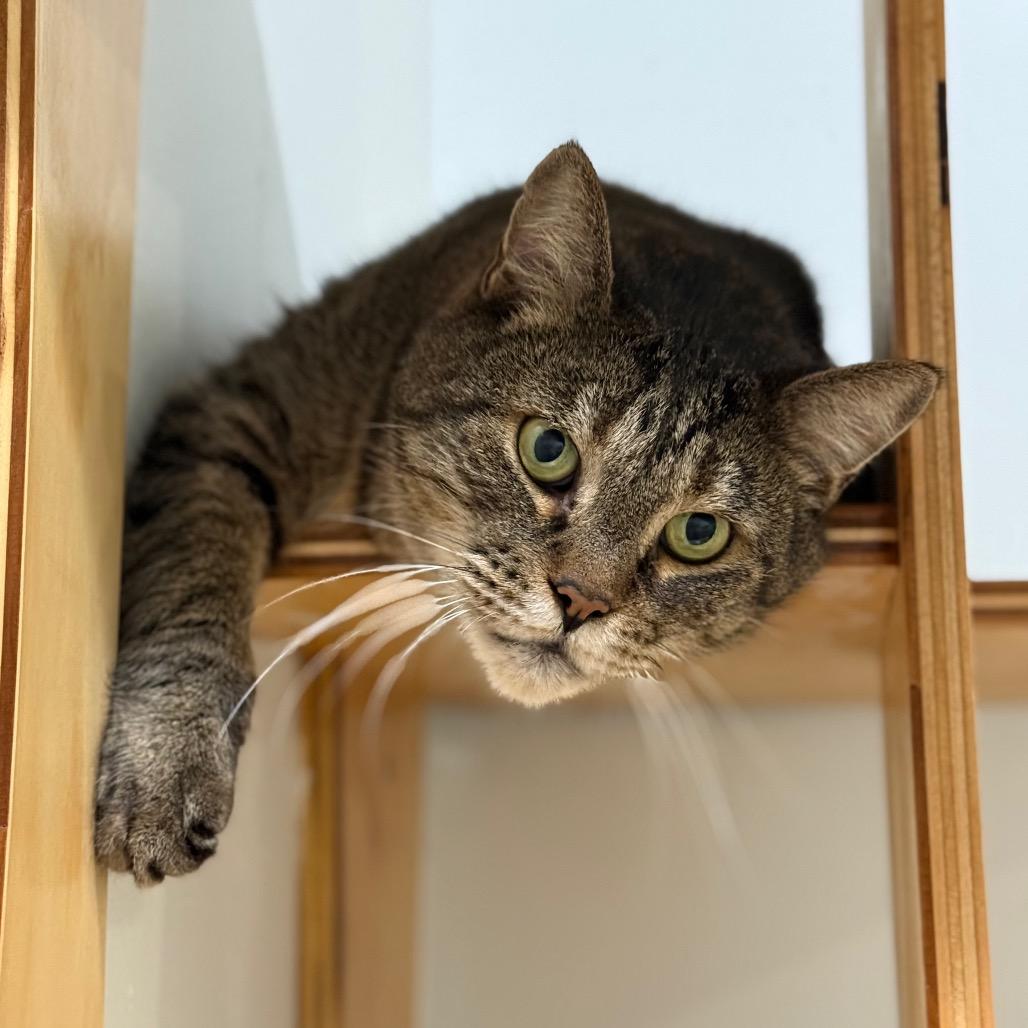 Enlarge Dax, a Adoptable Domestic Short Hair in Ponte Vedra Beach, FL image 1/3