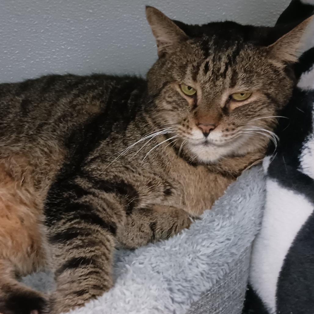 Enlarge Dax, a Adoptable Domestic Short Hair in Ponte Vedra Beach, FL image 3/3