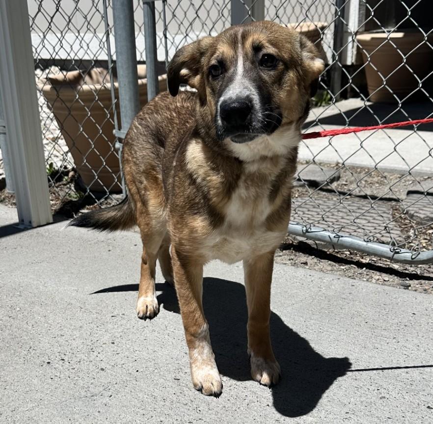 61179865, ADOPTABLE, Young Female Australian Cattle Dog / Blue Heeler & Shepherd.
