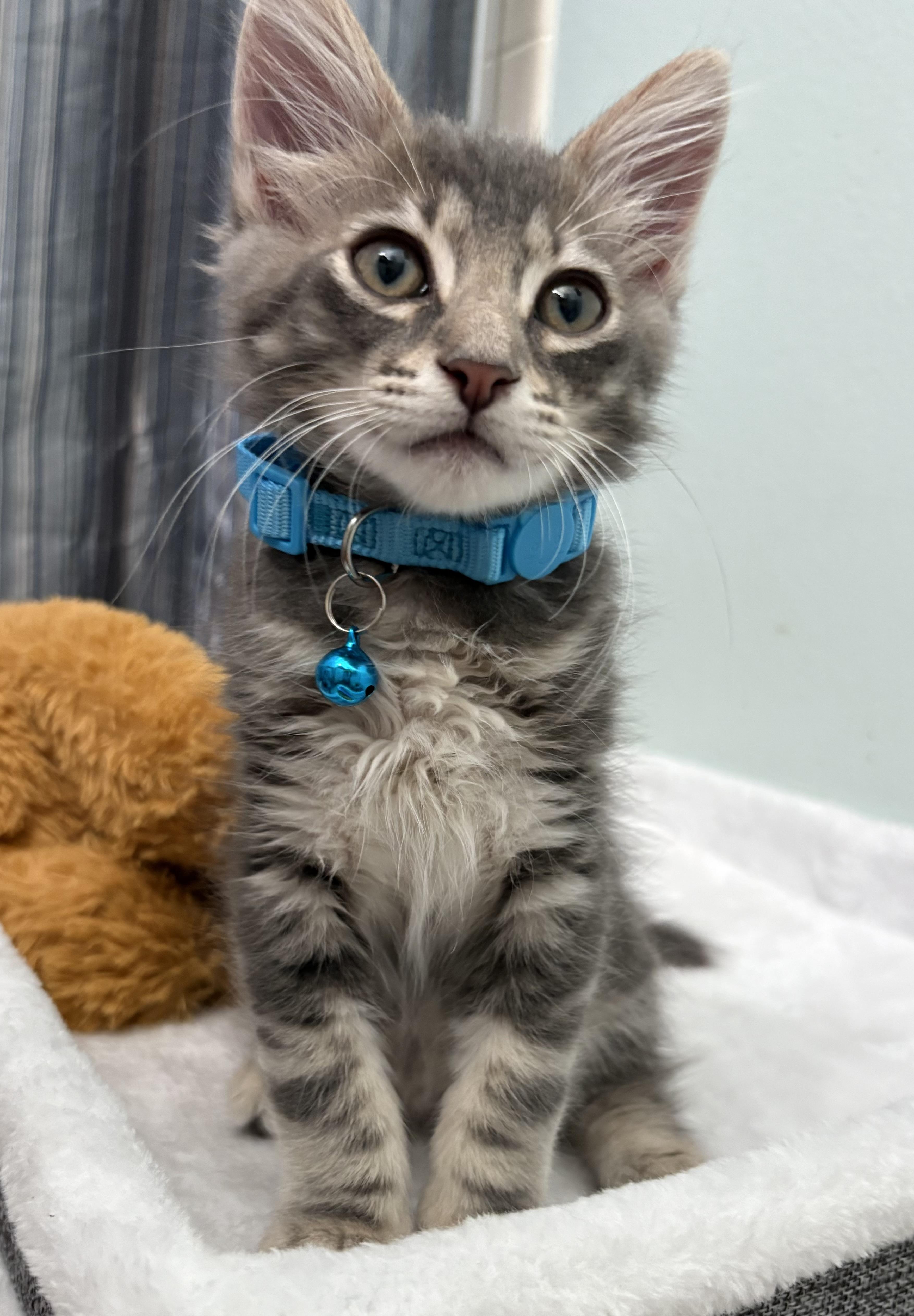 Nugget, Baby Male unknown