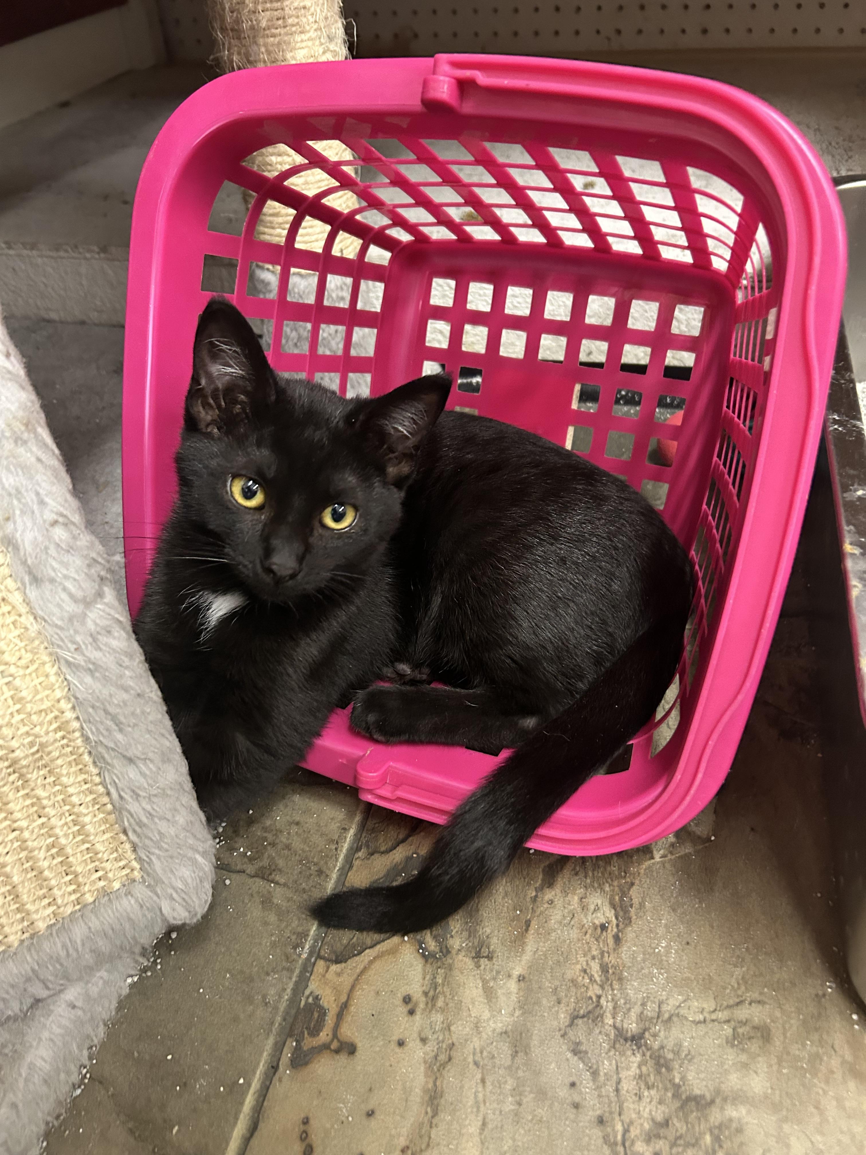 Enlarge McFly, a Adopted Domestic Short Hair in Mauston, WI image 1/1