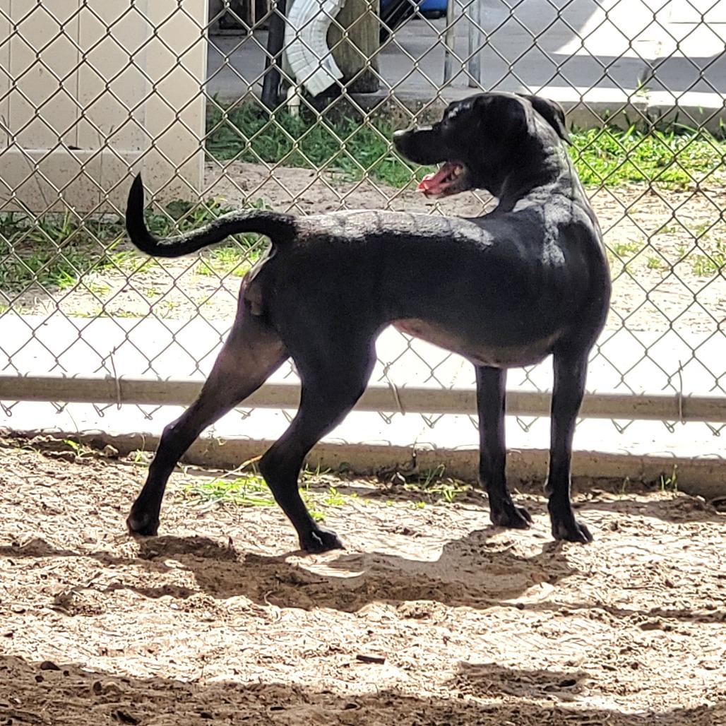 Lucy, Adoptable, Adult Female Mixed Breed.