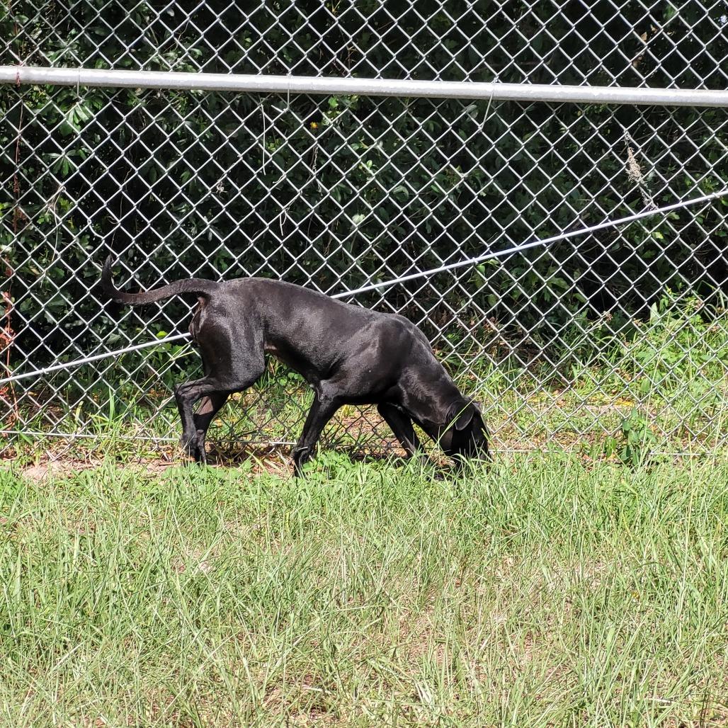 Enlarge Lucy, a Adoptable Mixed Breed in Lake Panasoffkee, FL image 2/6