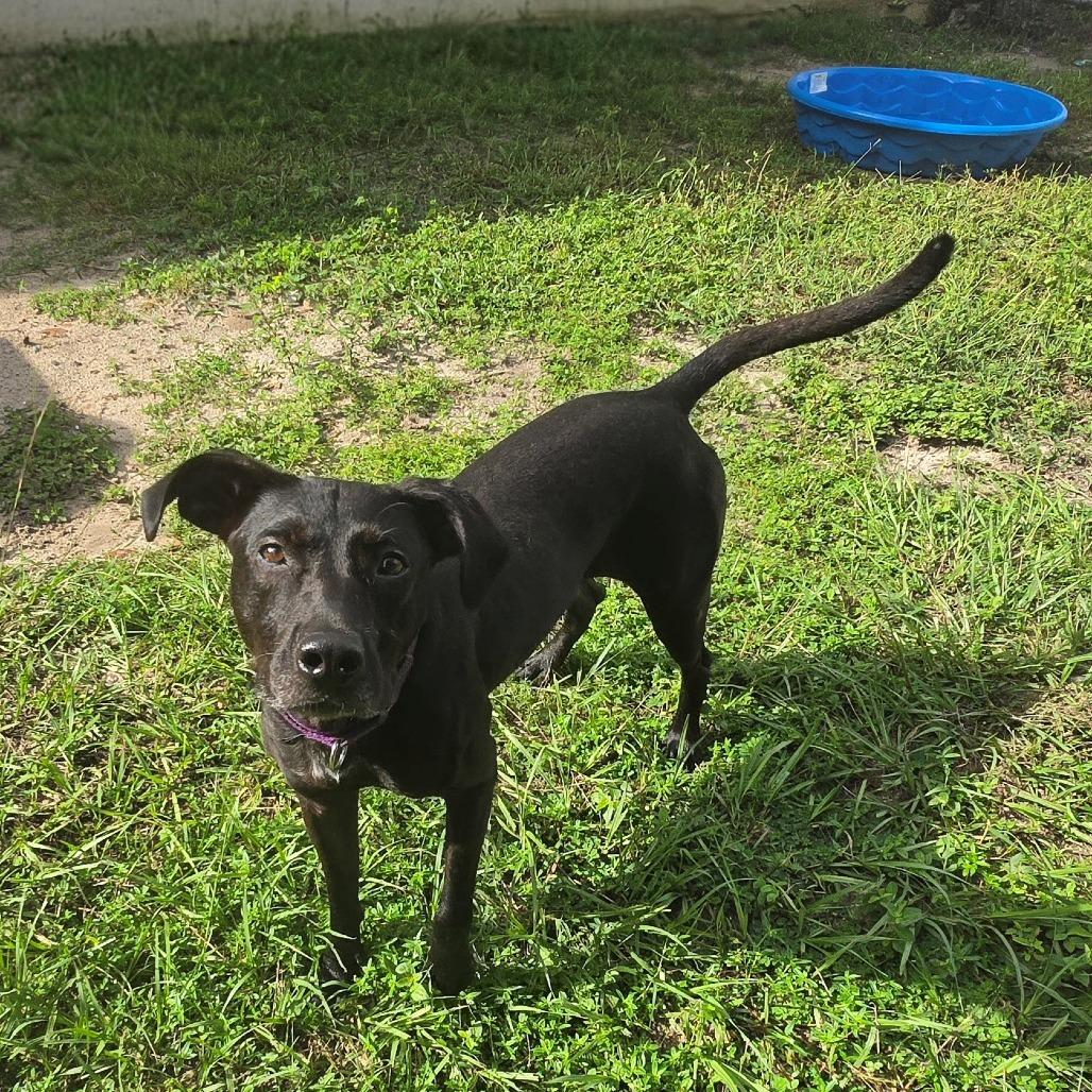 Enlarge Lucy, a Adoptable Mixed Breed in Lake Panasoffkee, FL image 3/6