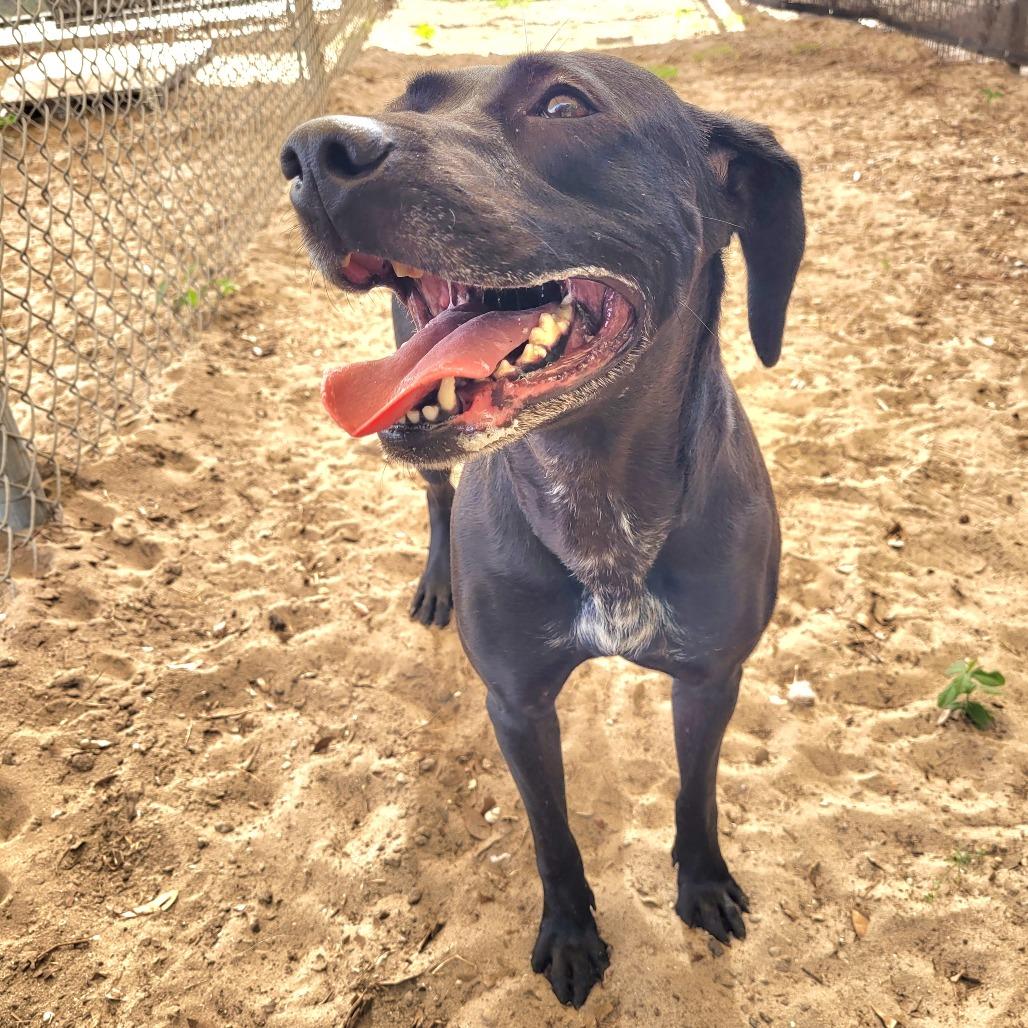 Enlarge Lucy, a Adoptable Mixed Breed in Lake Panasoffkee, FL image 4/6