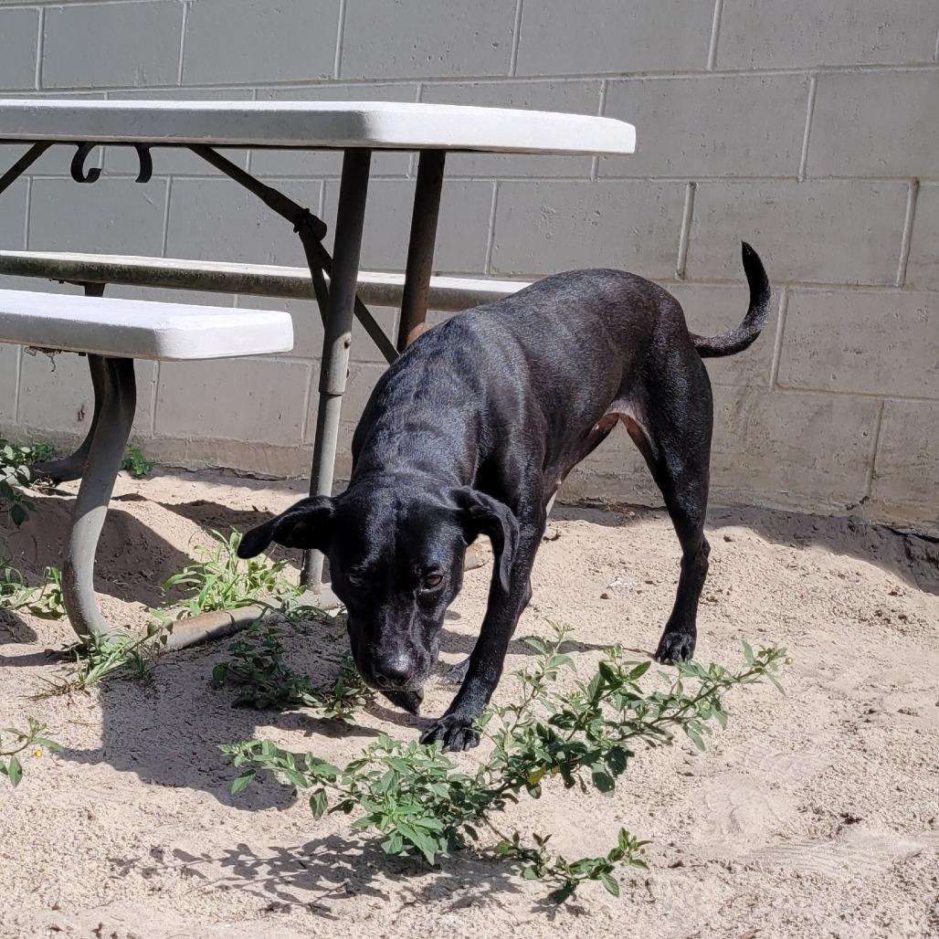 Enlarge Lucy, a Adoptable Mixed Breed in Lake Panasoffkee, FL image 5/6