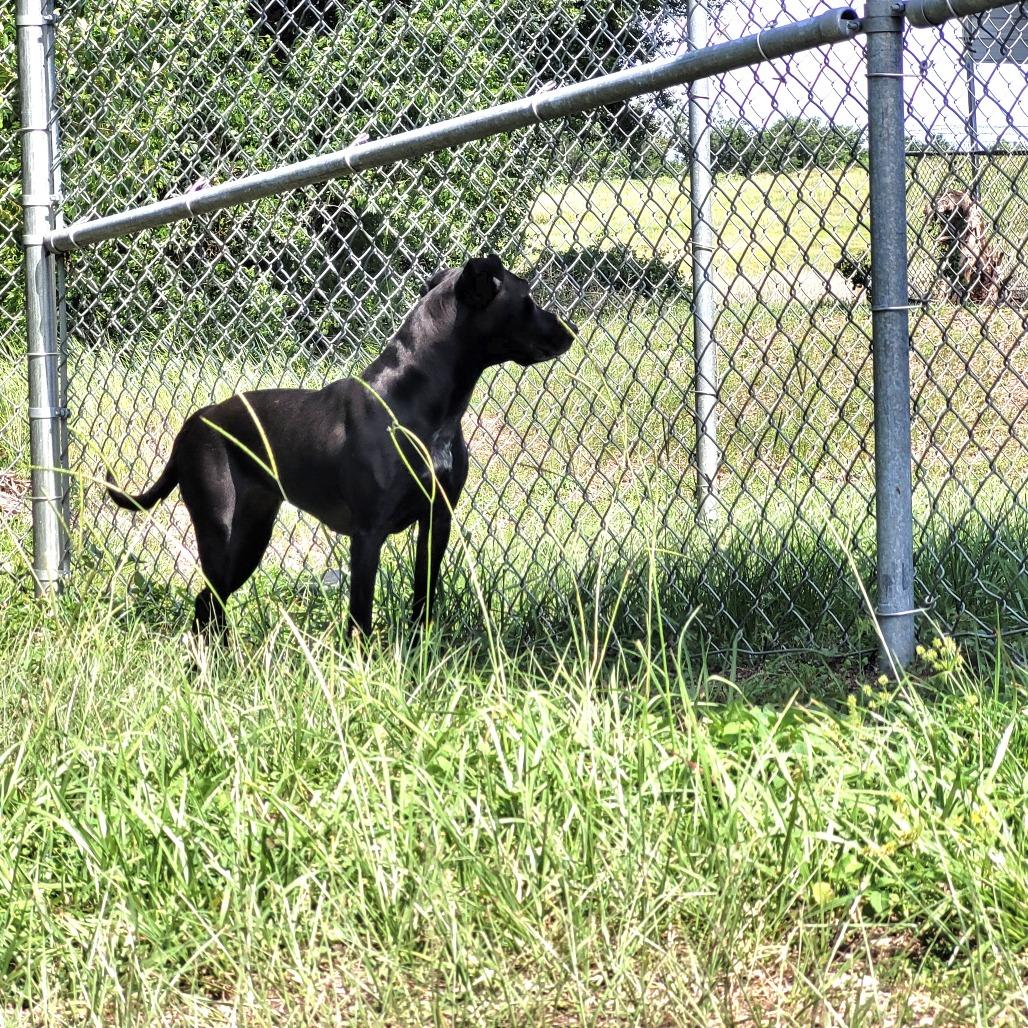 Enlarge Lucy, a Adoptable Mixed Breed in Lake Panasoffkee, FL image 6/6