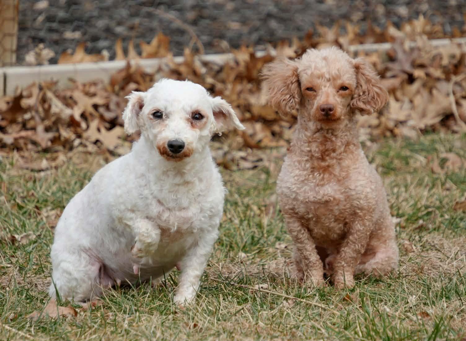 Enlarge Trapper, an adopted Miniature Poodle in Kansas City, MO image 4/6