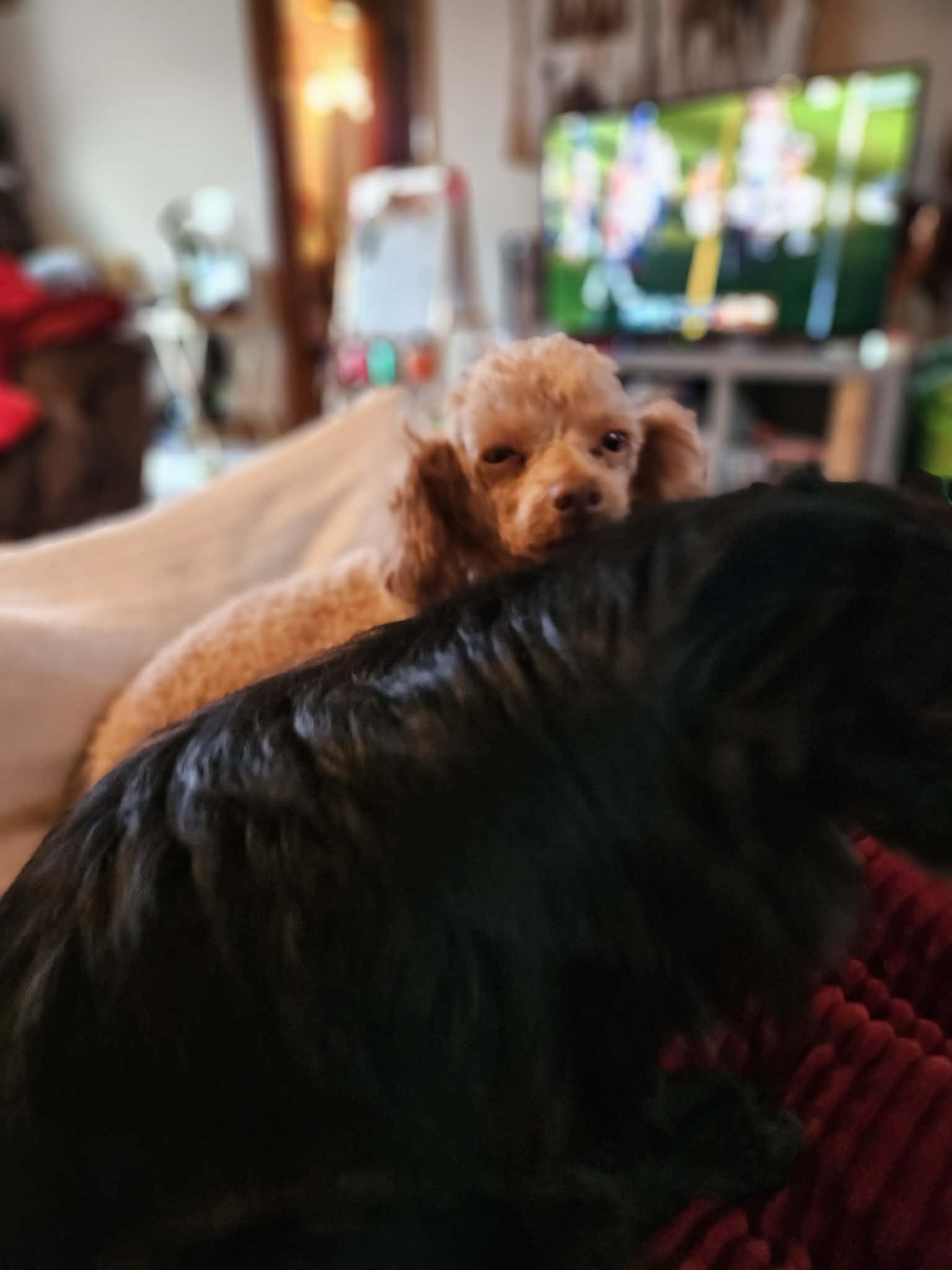 Enlarge Trapper, an adopted Miniature Poodle in Kansas City, MO image 5/6