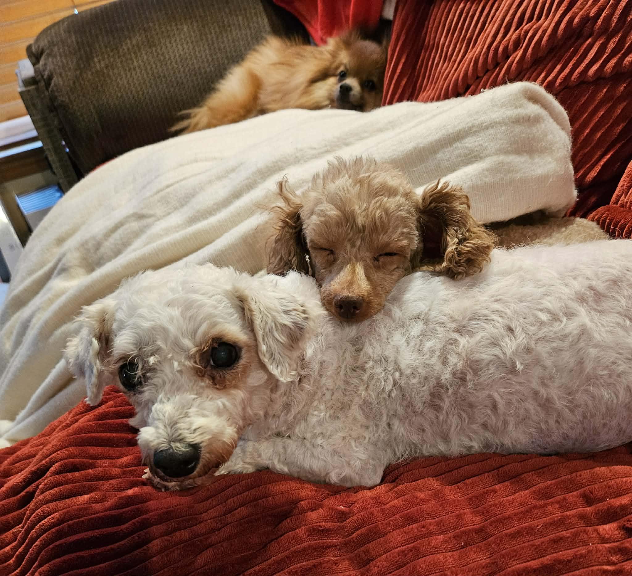 Enlarge Trapper, an adopted Miniature Poodle in Kansas City, MO image 3/6