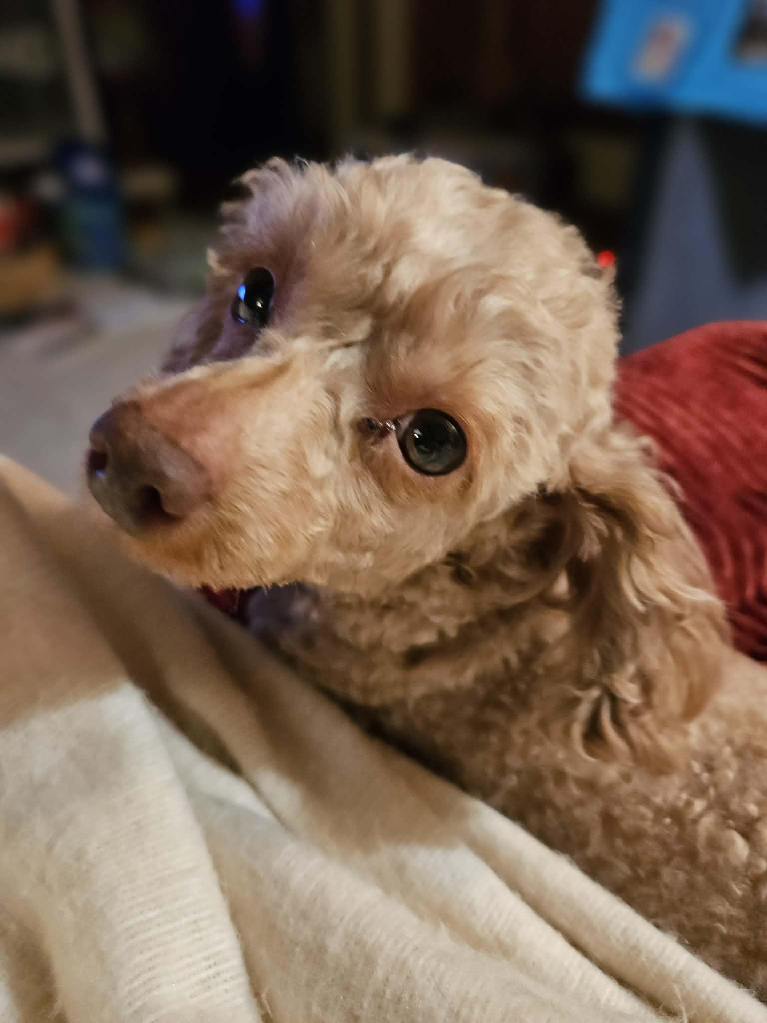 Trapper, adopted, Adult Male Miniature Poodle.