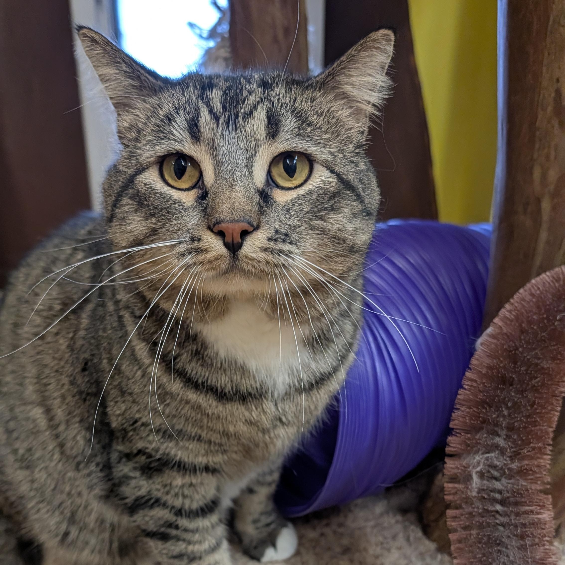 Enlarge Maximus, a ADOPTABLE mixed breed in Thayne, WY image 4/6