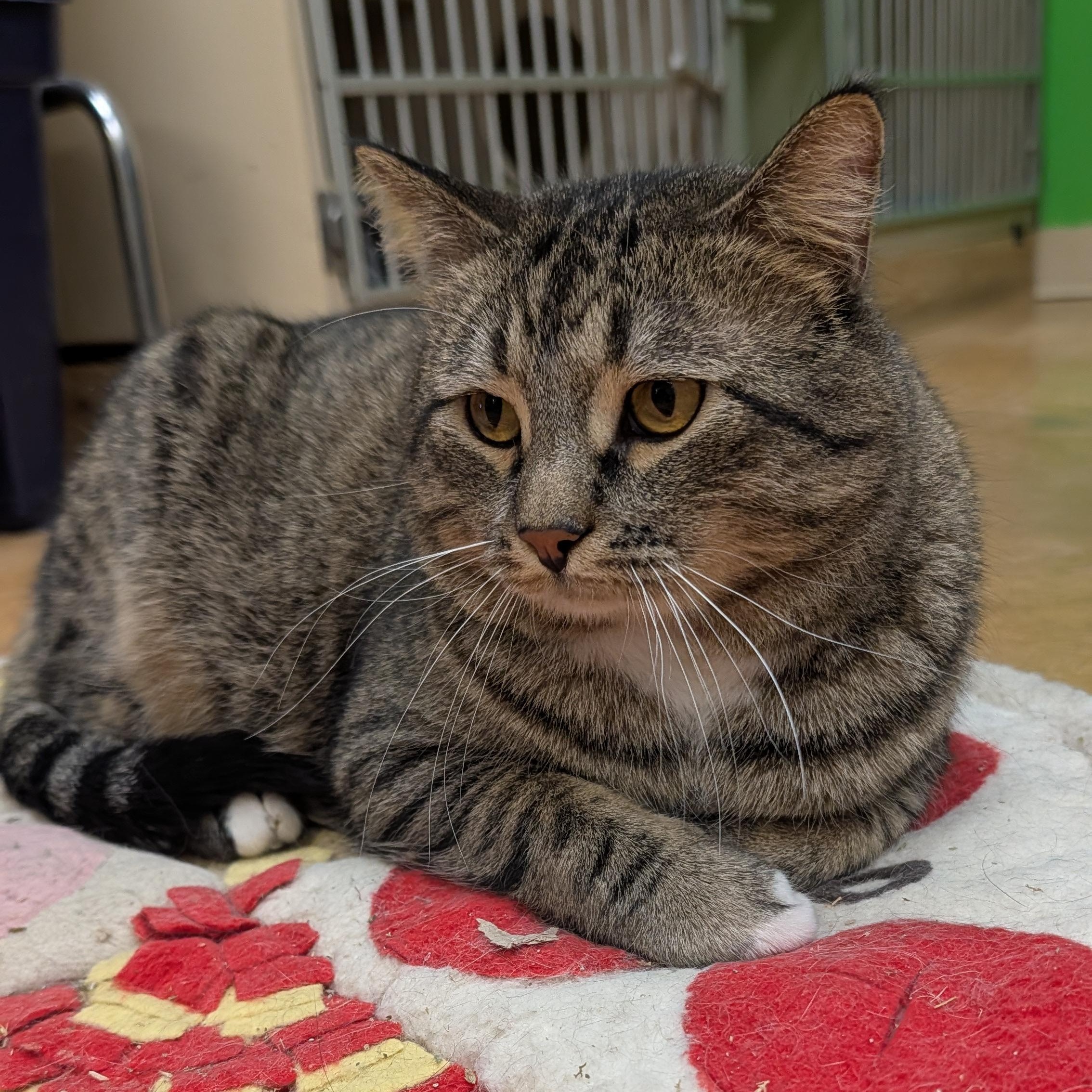 Enlarge Maximus, a ADOPTABLE mixed breed in Thayne, WY image 5/6