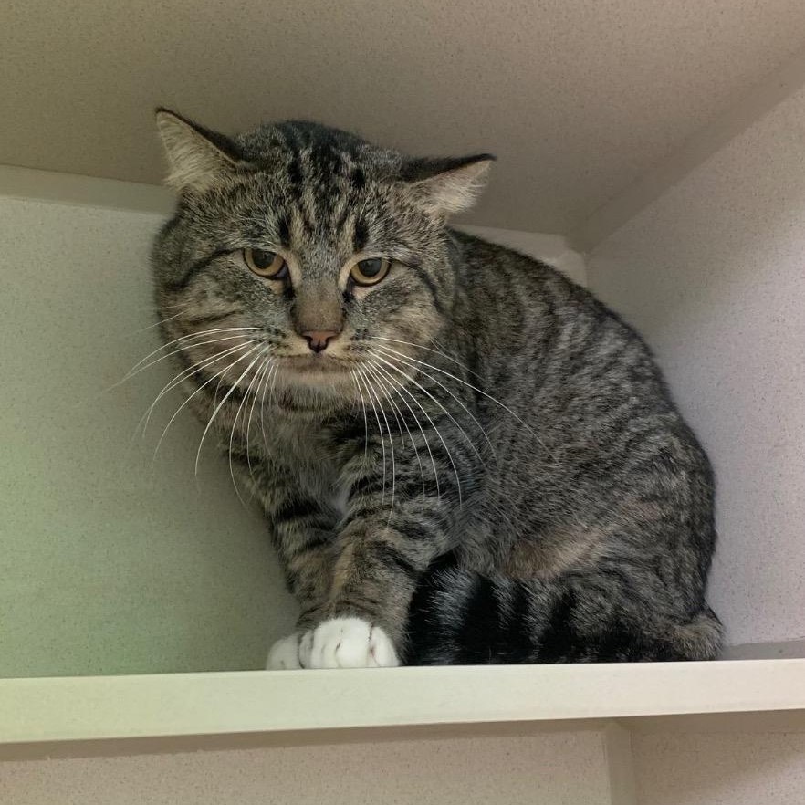 Enlarge Maximus, a ADOPTABLE mixed breed in Thayne, WY image 3/3