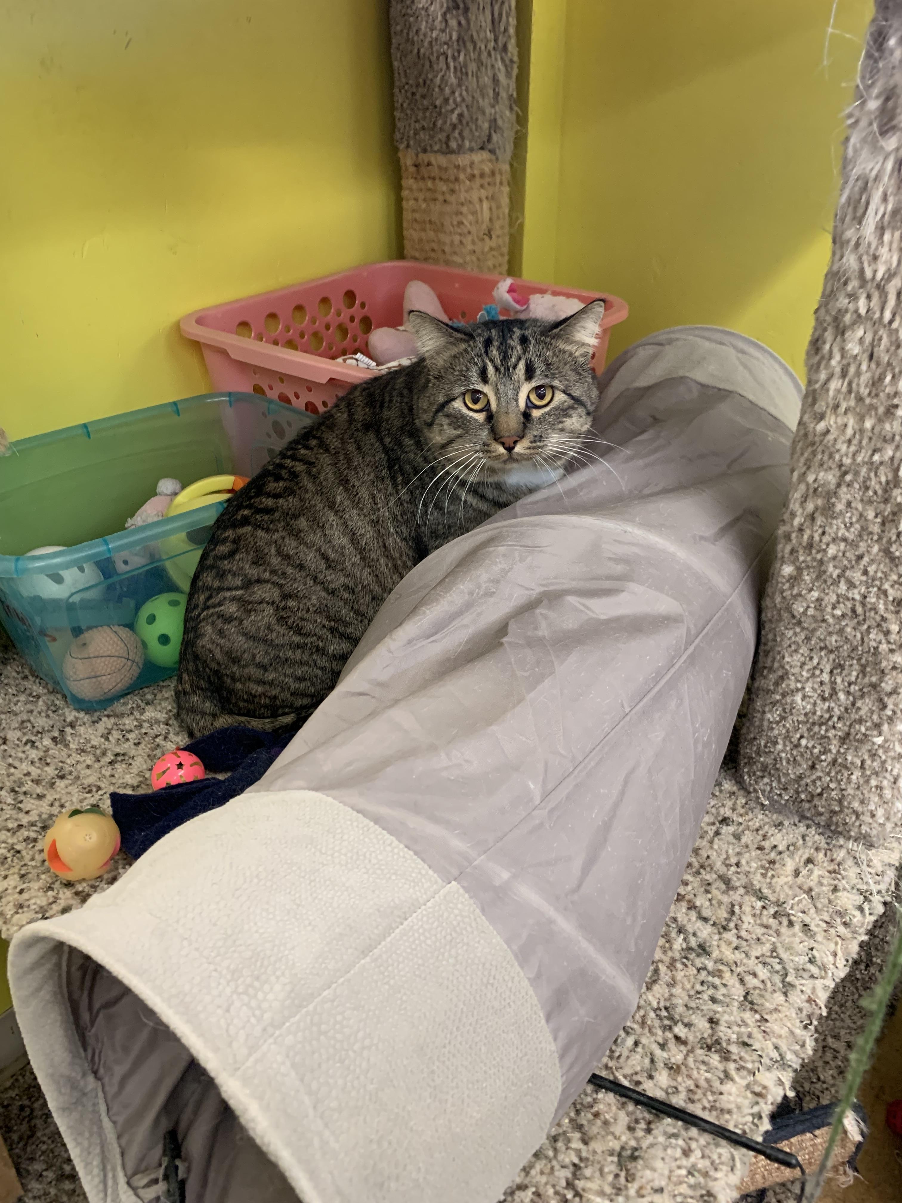 Enlarge Maximus, a ADOPTABLE mixed breed in Thayne, WY image 2/3