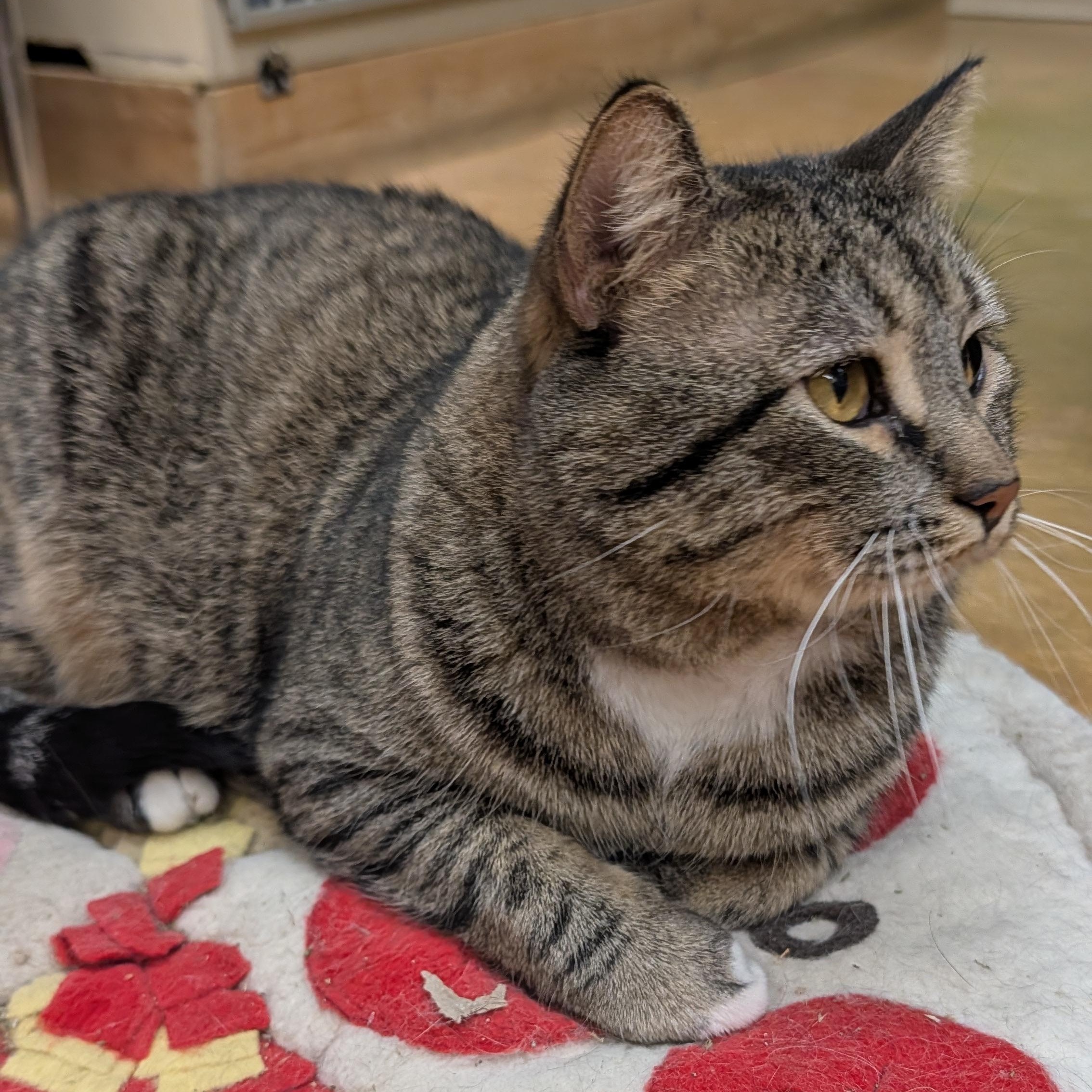 Enlarge Maximus, a ADOPTABLE mixed breed in Thayne, WY image 6/6