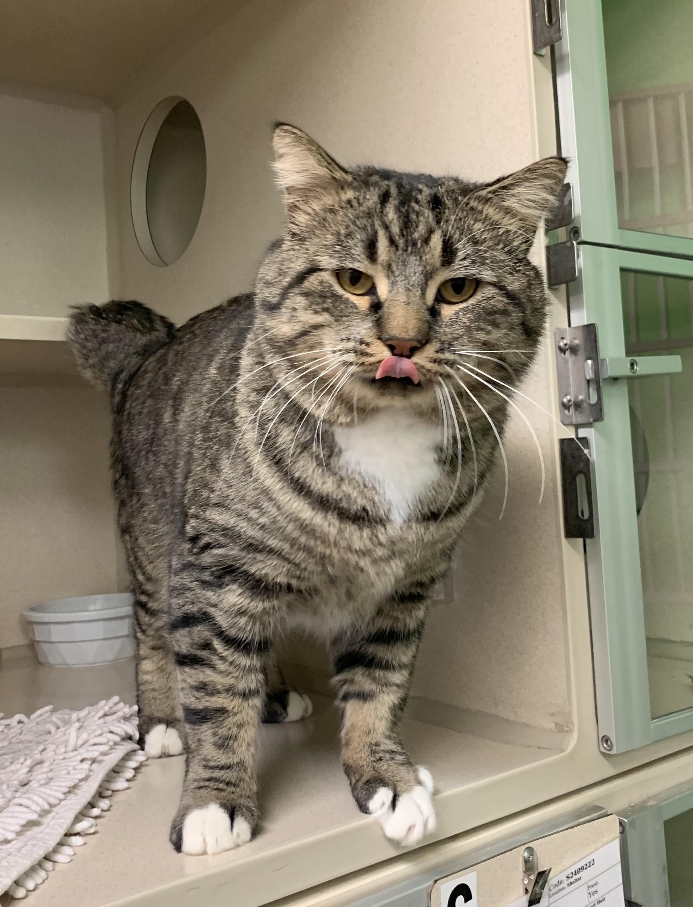 Maximus, ADOPTABLE, Adult Male Domestic Short Hair.