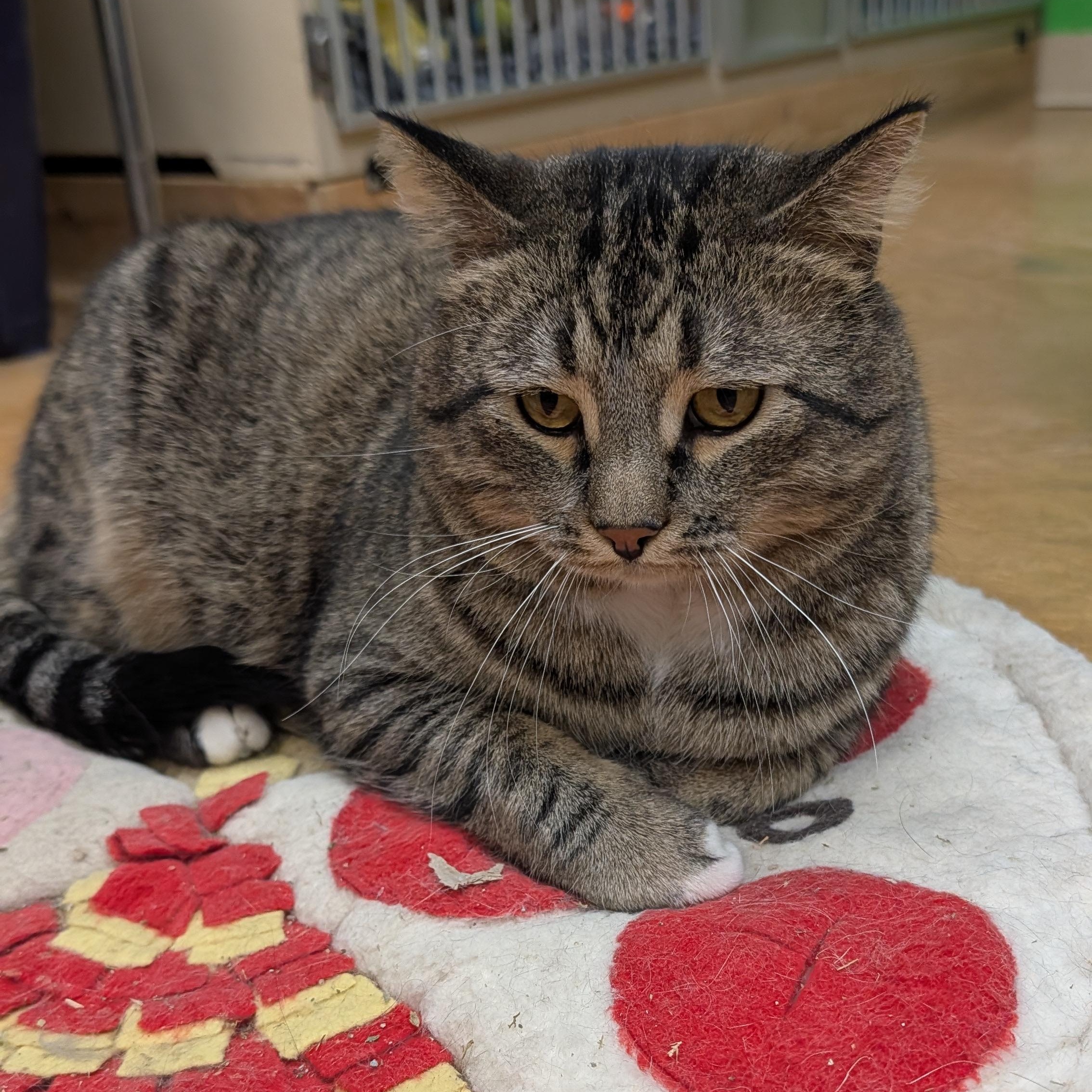 Enlarge Maximus, a ADOPTABLE mixed breed in Thayne, WY image 1/6