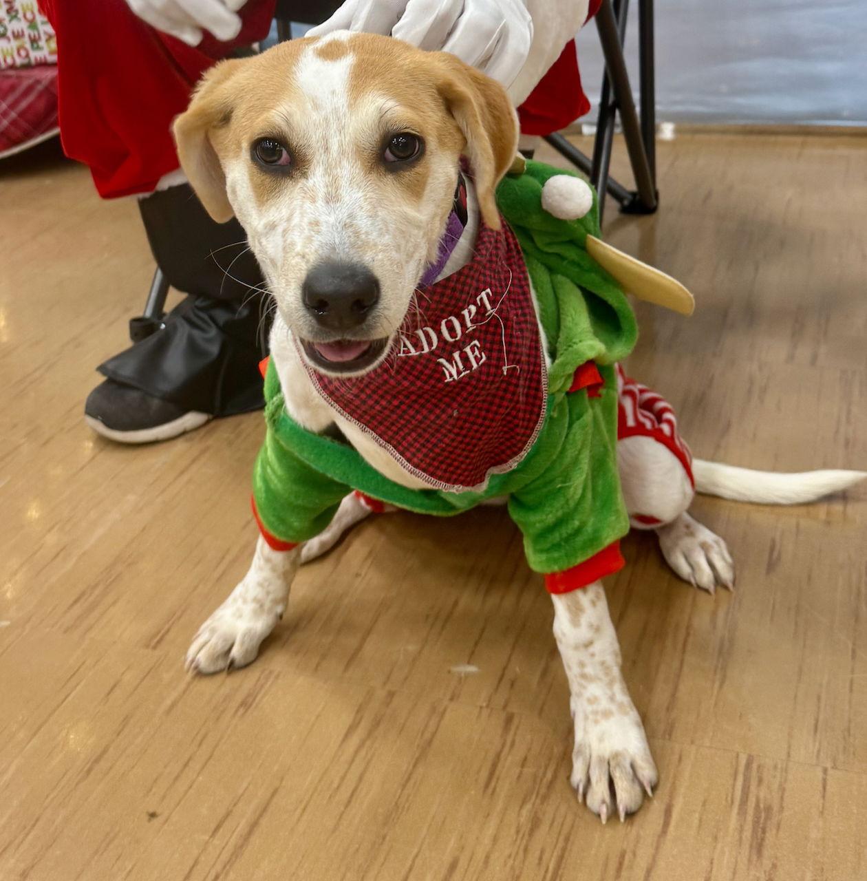 R - RIVER, Adoptable, Puppy Female Catahoula Leopard Dog.