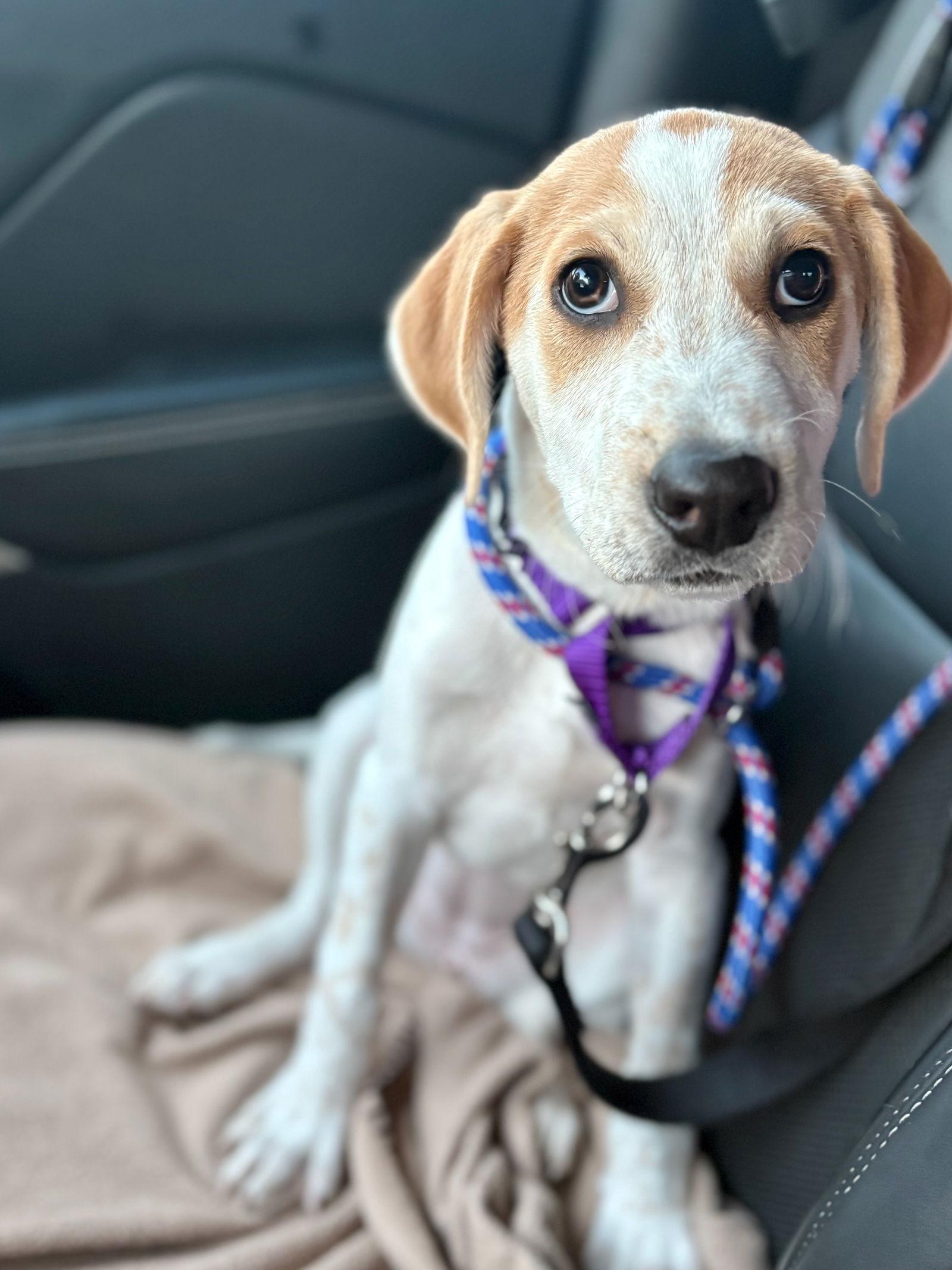 R - RIVER, Adoptable, Puppy Female Catahoula Leopard Dog.