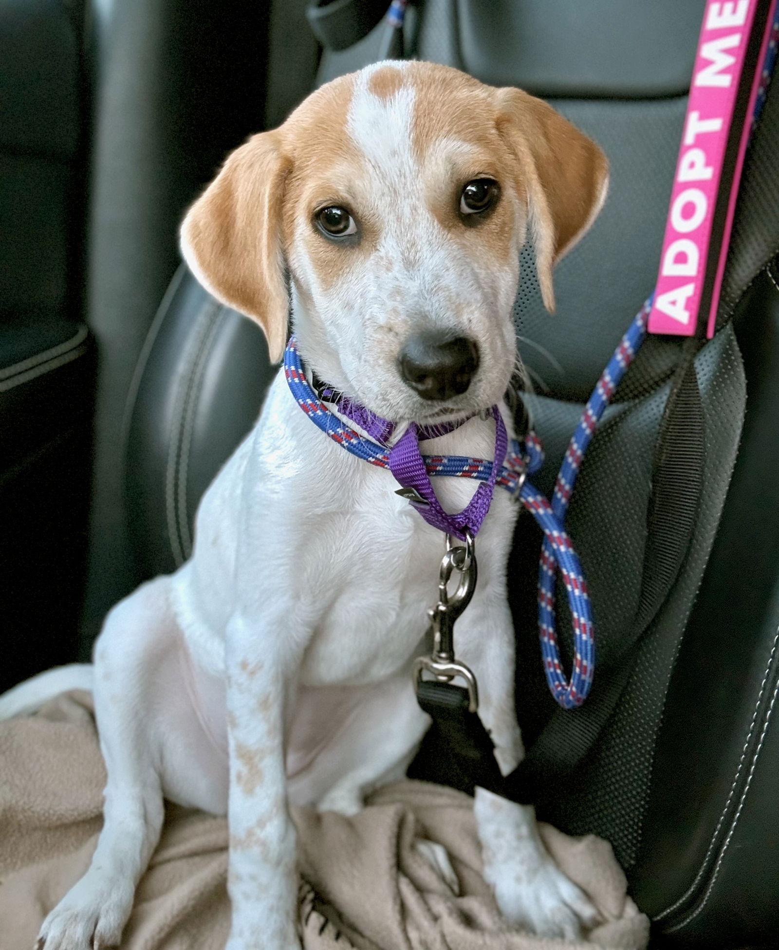 R - RIVER, a Adoptable Catahoula Leopard Dog in GILBERTS, IL image 2/3