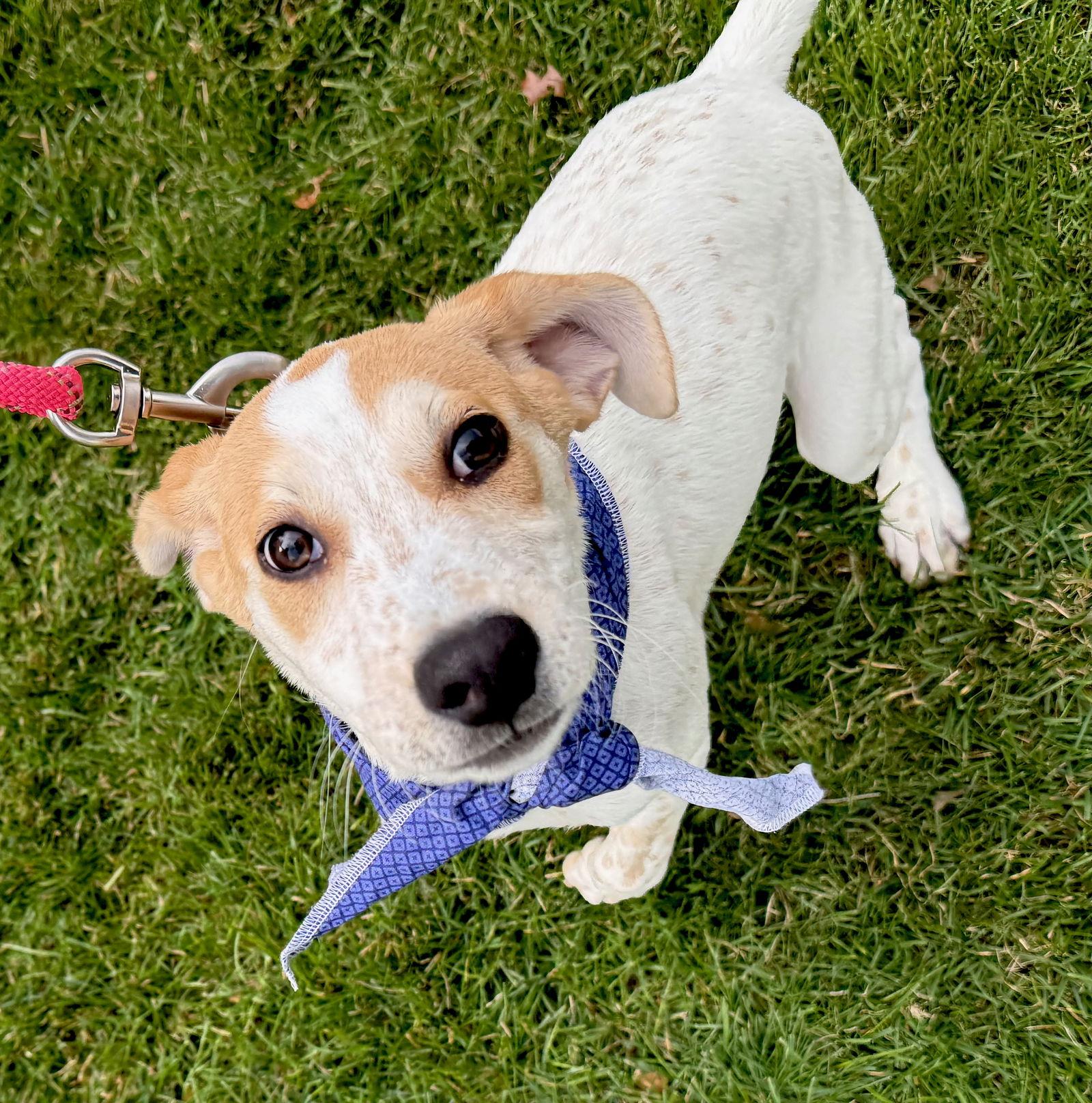 R - RIVER, a Adoptable Catahoula Leopard Dog in GILBERTS, IL image 3/3