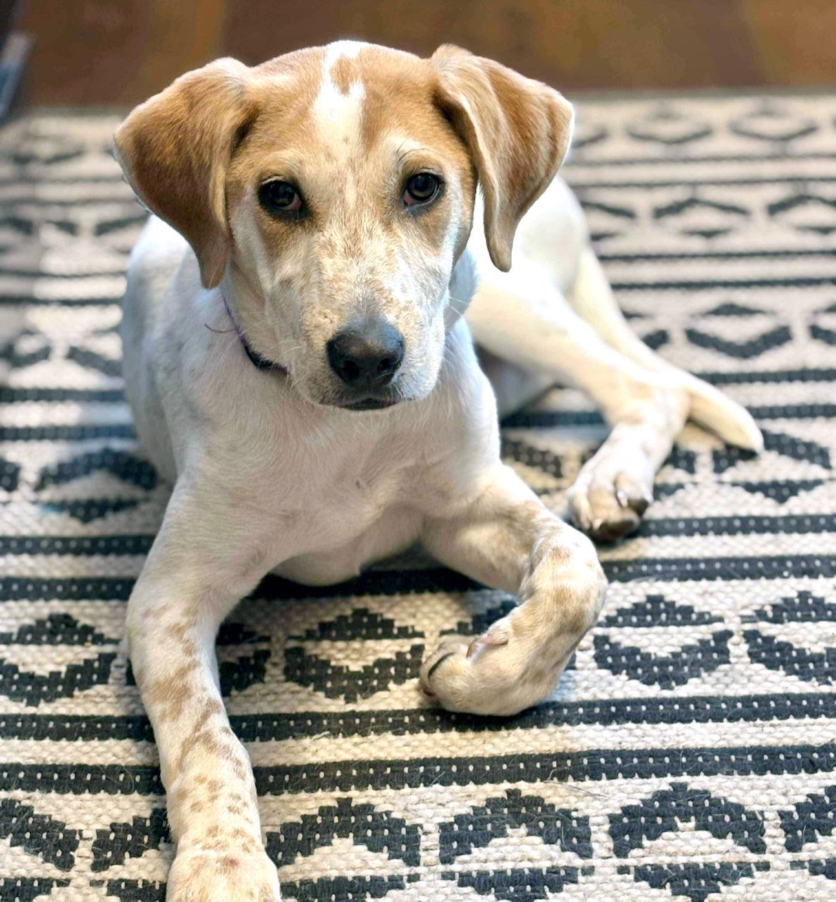 Enlarge R - RIVER, a Adoptable Catahoula Leopard Dog in GILBERTS, IL image 3/3