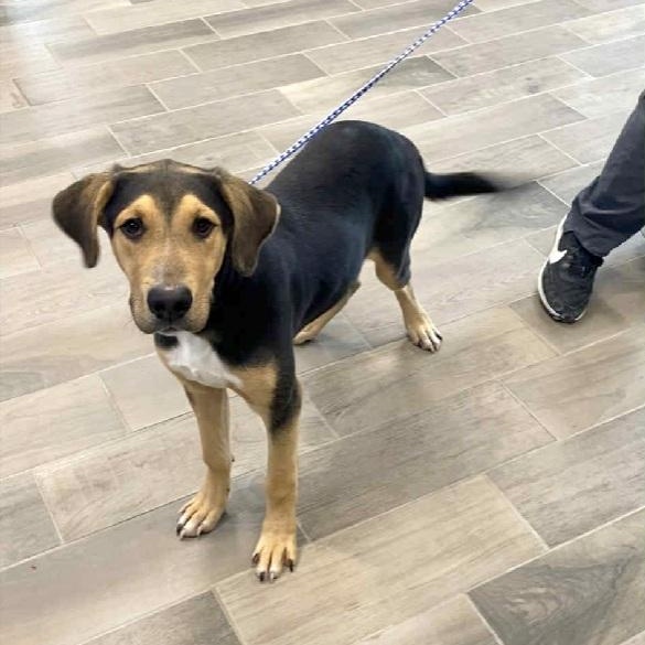 Quincy, Adoptable, Young Male Hound.