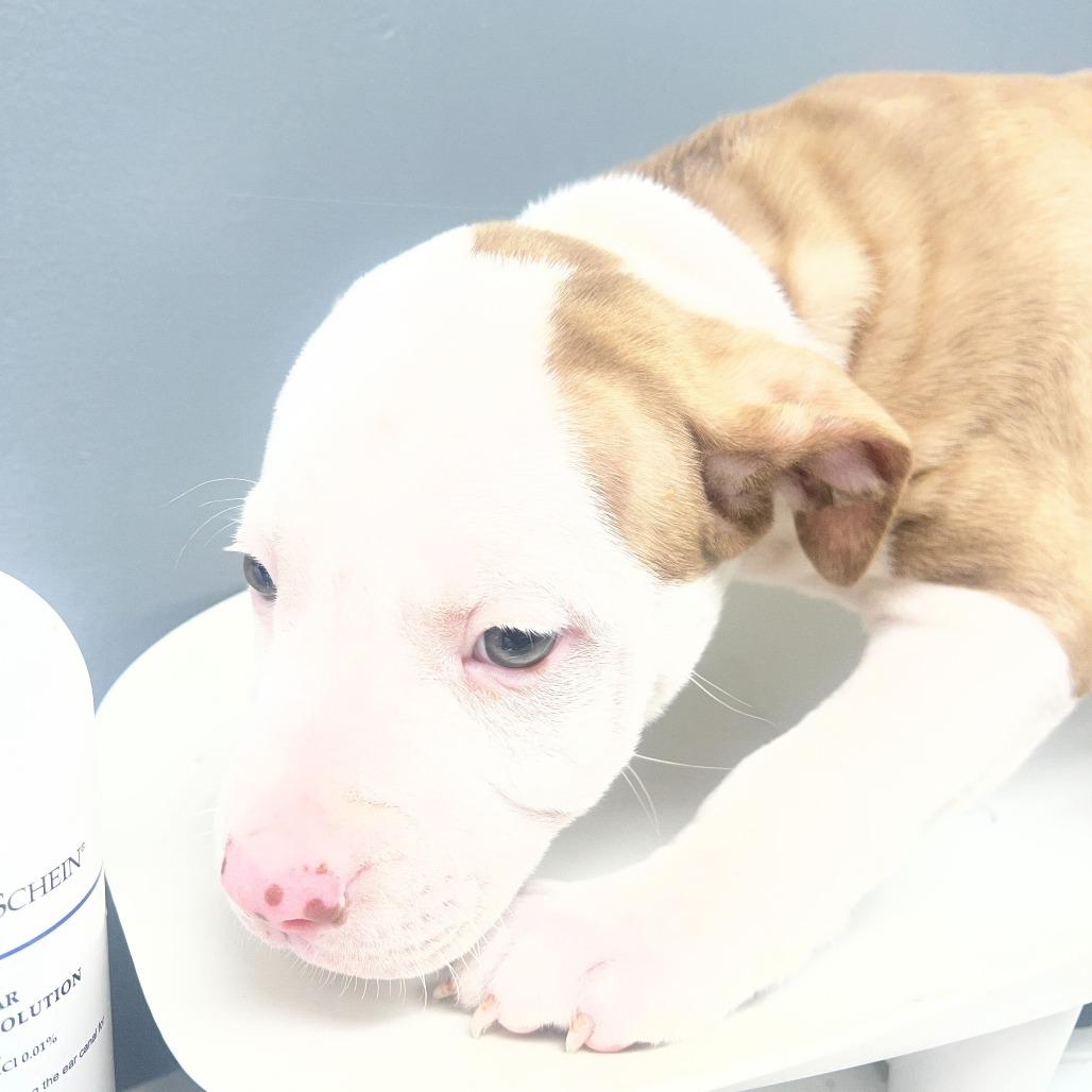 John, Adoptable, Puppy Male Mixed Breed.