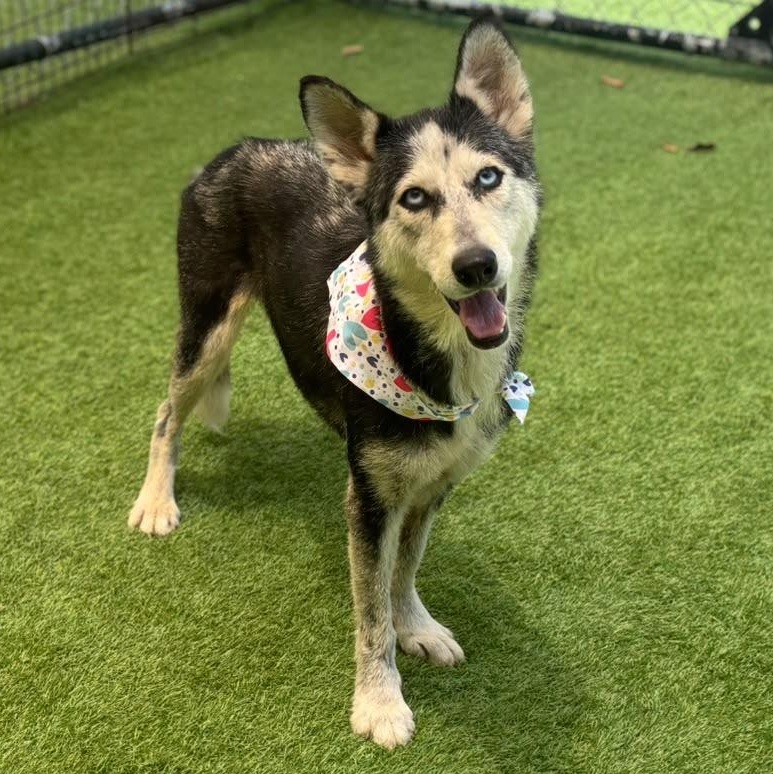 Enlarge Betty blue, a Adoptable Husky in Farmingdale, ME image 3/6