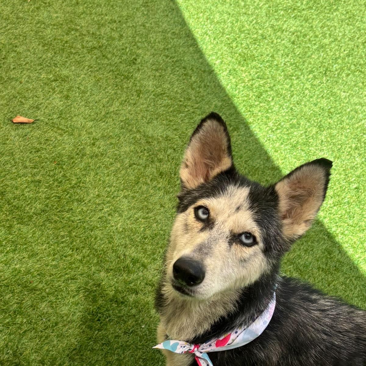 Enlarge Betty blue, a Adoptable Husky in Farmingdale, ME image 5/6
