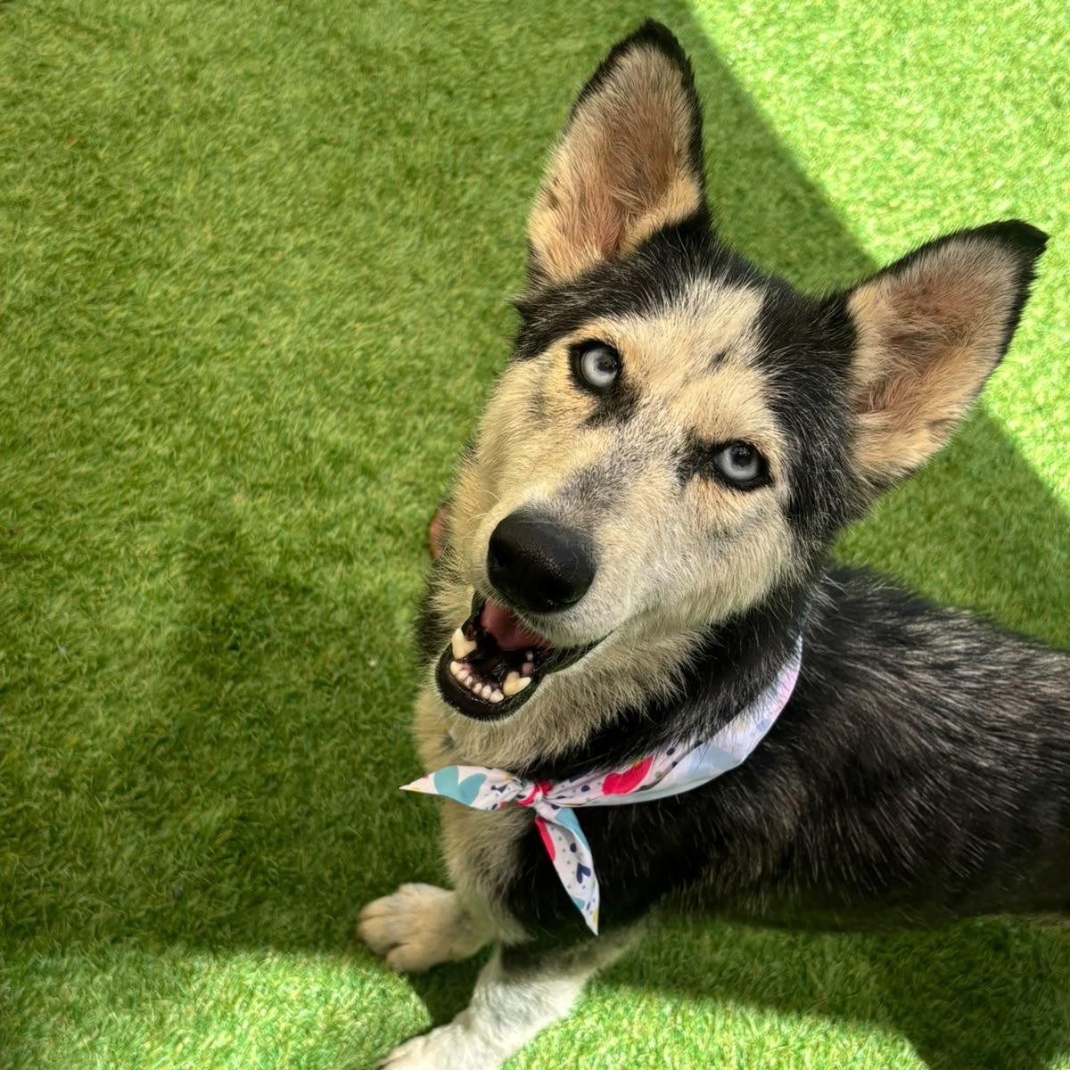 Enlarge Betty blue, a Adoptable Husky in Farmingdale, ME image 4/6
