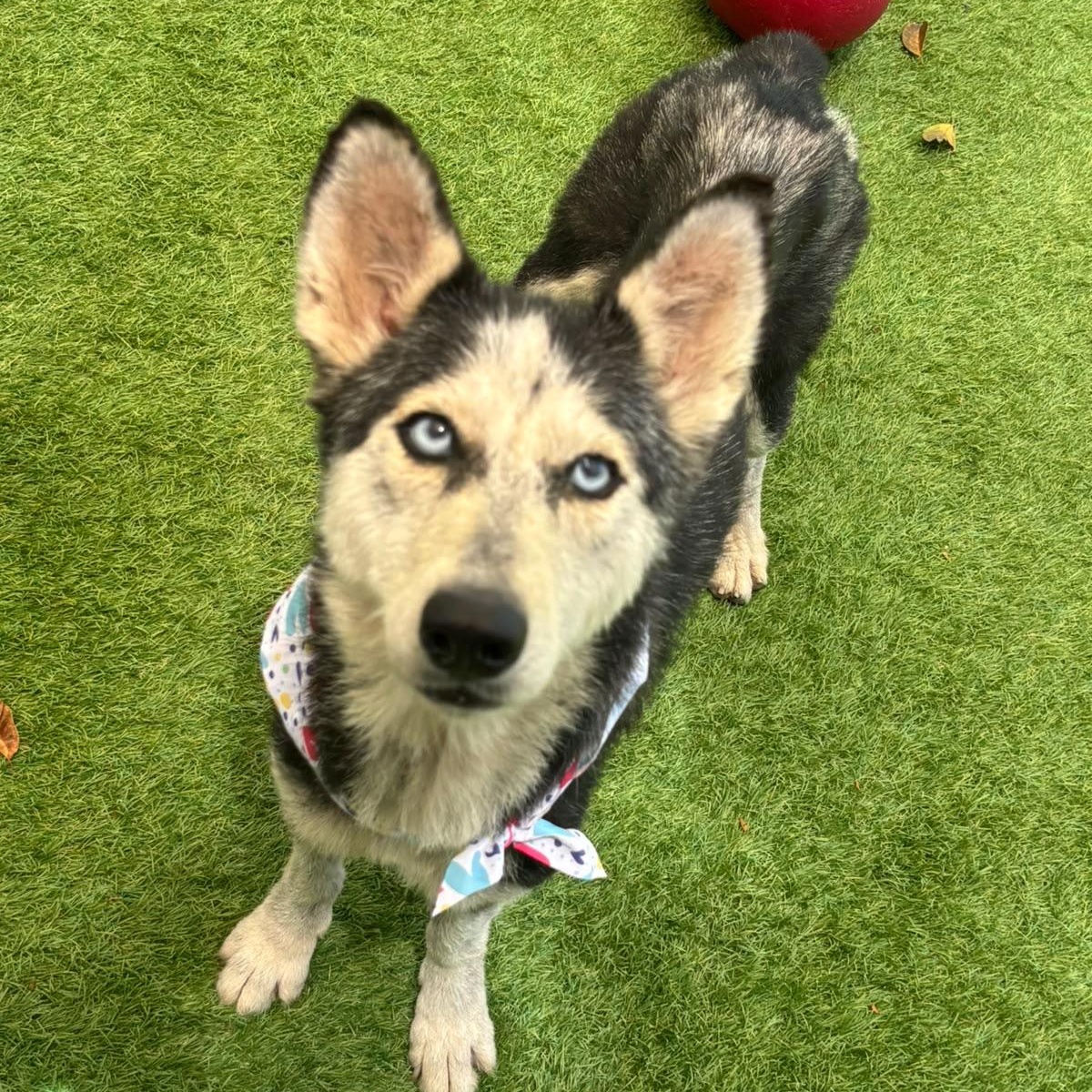 Betty blue, Adoptable, Adult Female Husky.