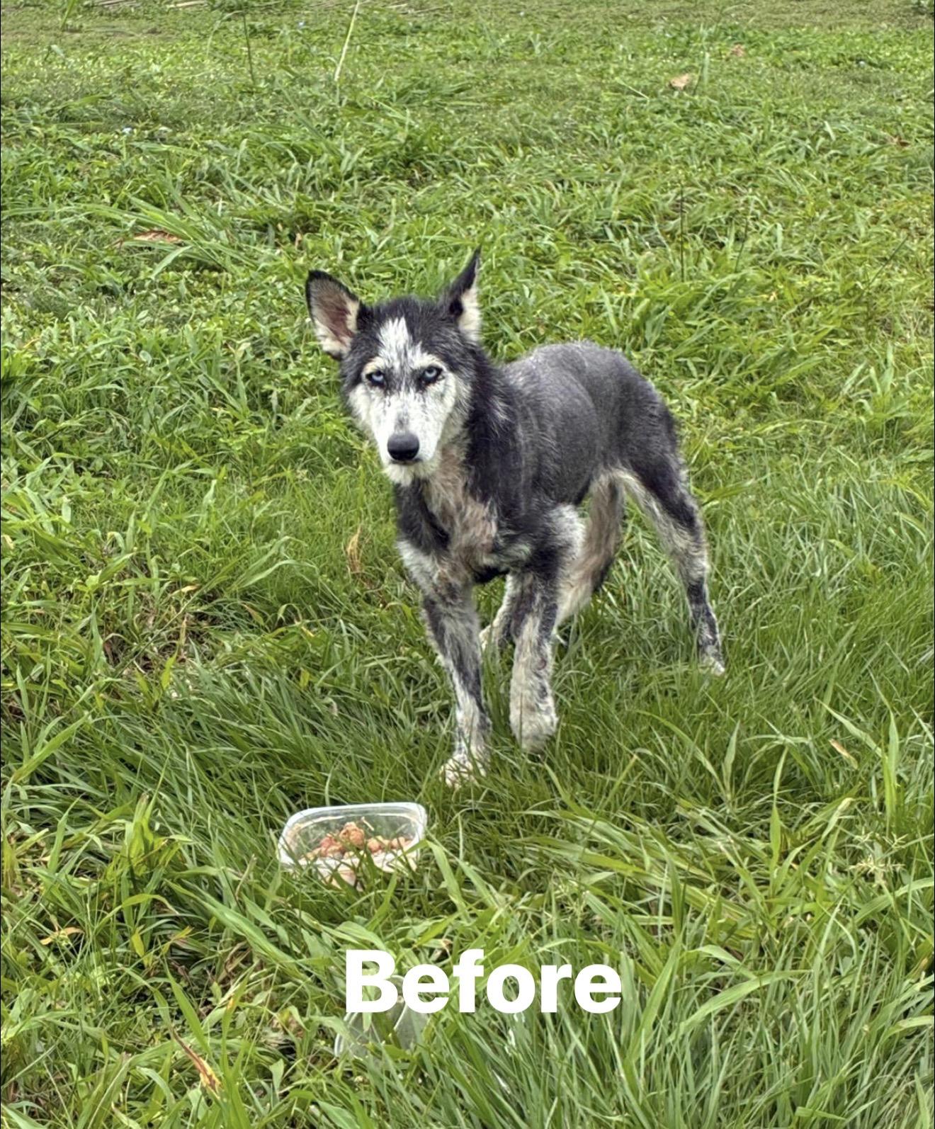 Enlarge Betty blue, a Adoptable Husky in Farmingdale, ME image 6/6