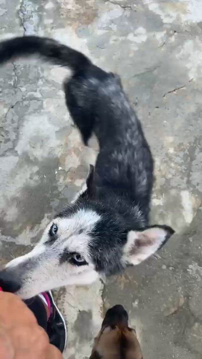 Enlarge Betty blue, a Adoptable Husky in Farmingdale, ME video 2/6