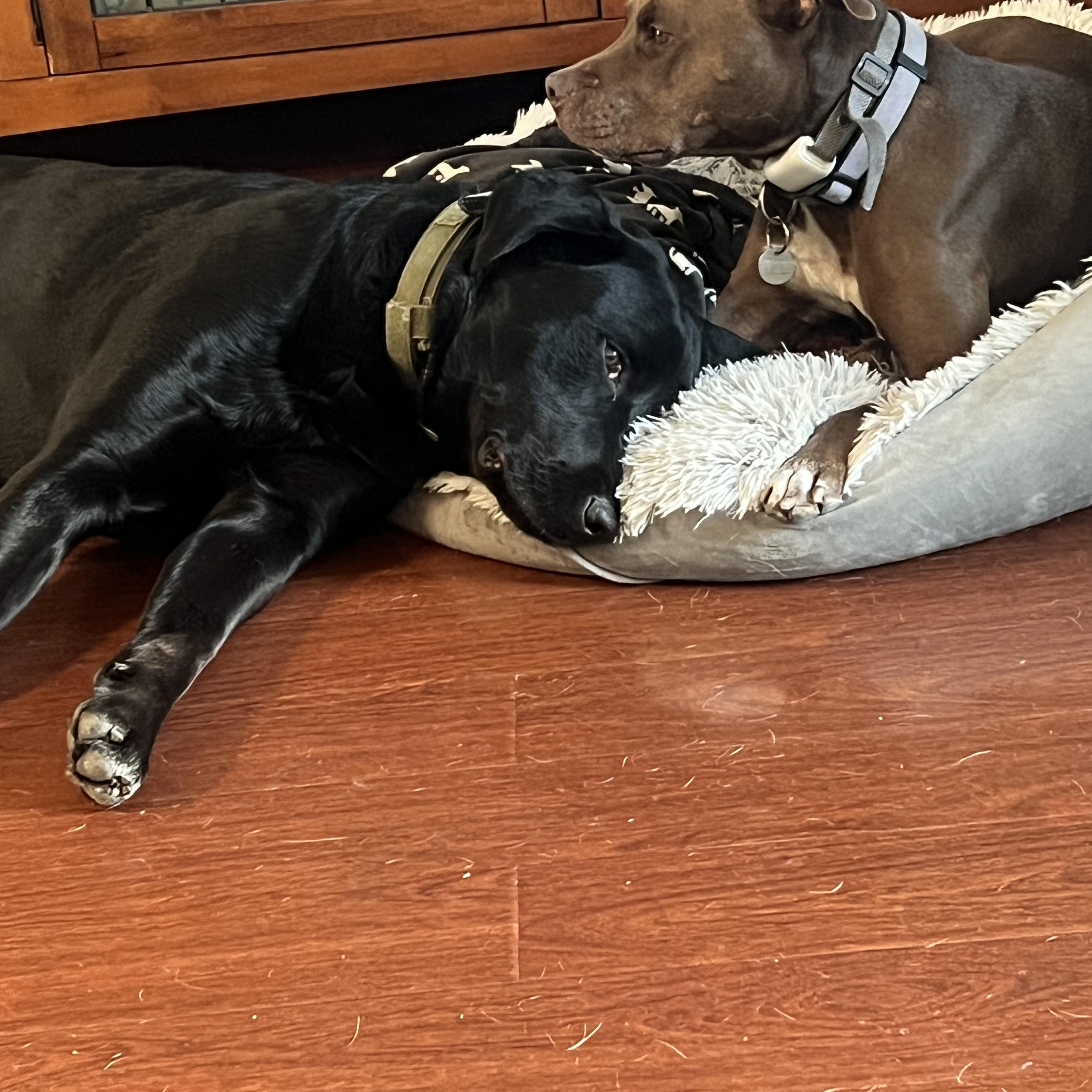 Ronin, a Adoptable Black Labrador Retriever in Cypress , CA image 2/6