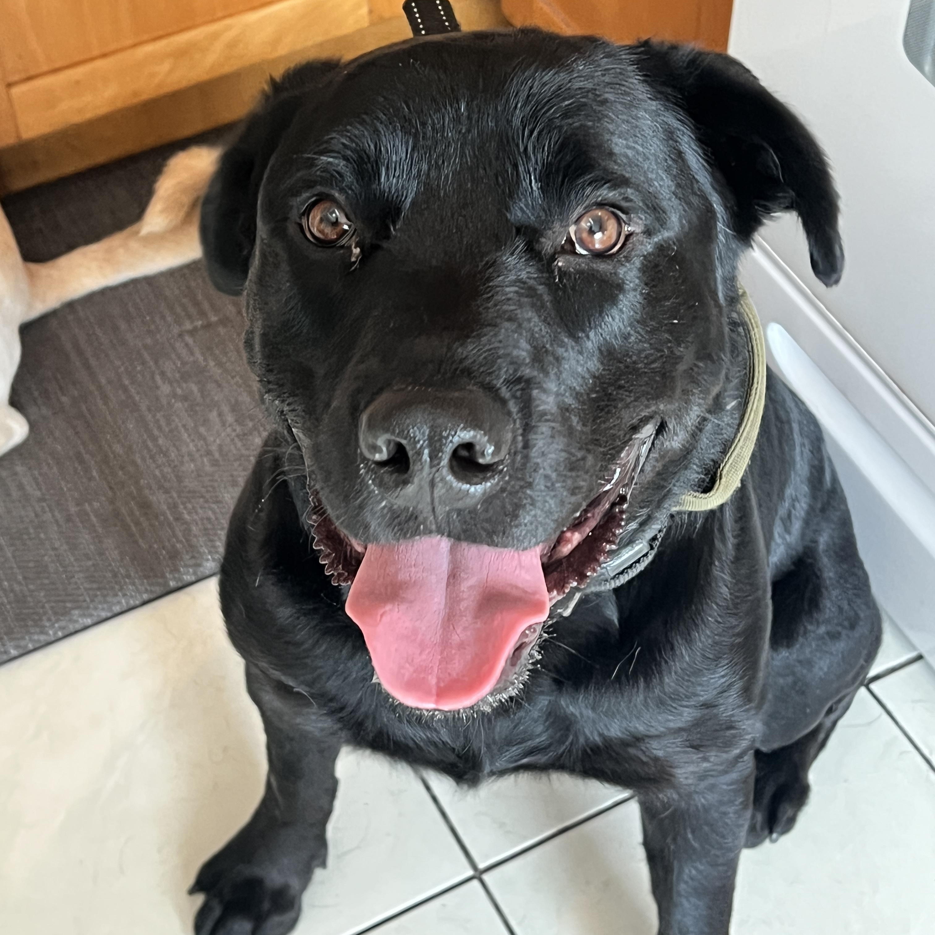 Ronin, Adoptable, Young Male Black Labrador Retriever.
