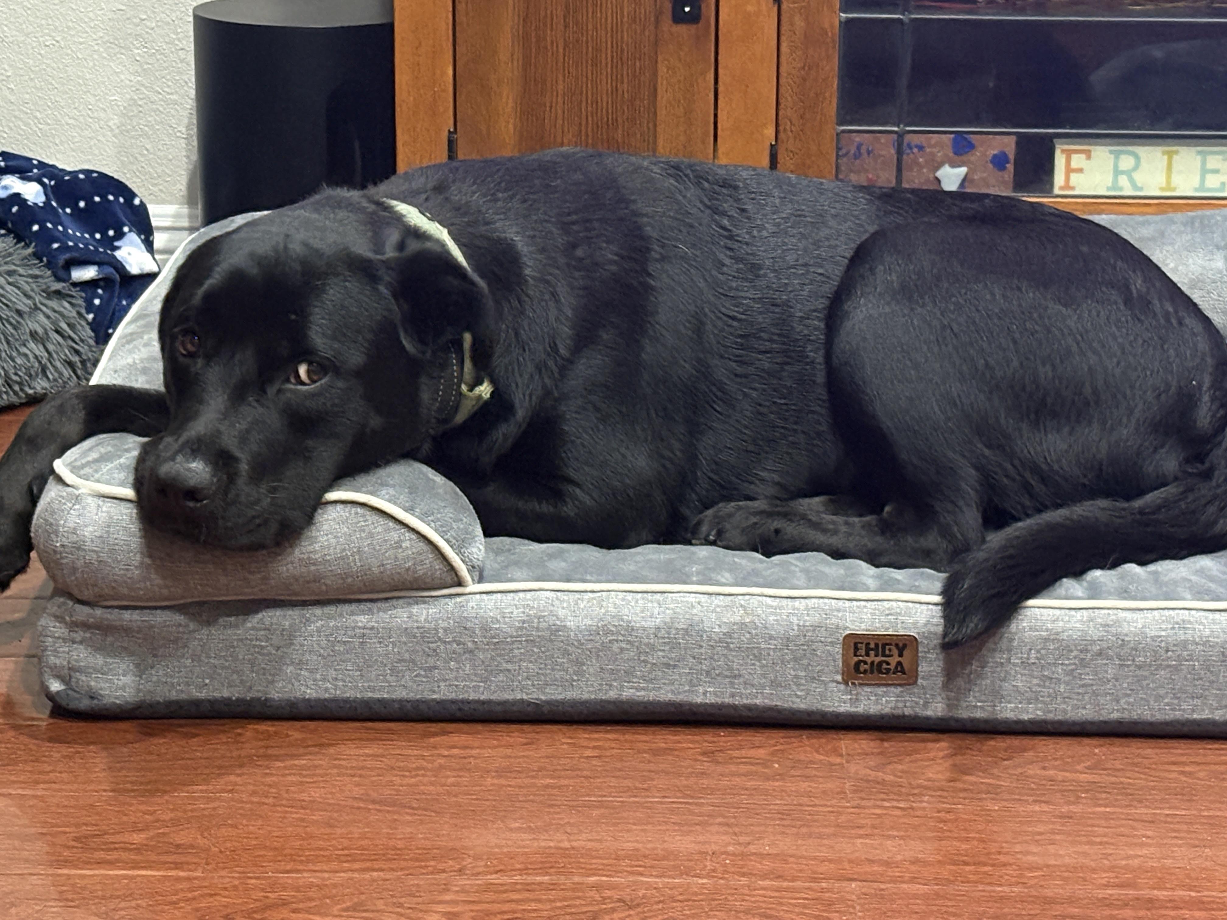Ronin, a Adoptable Black Labrador Retriever in Cypress , CA image 4/6