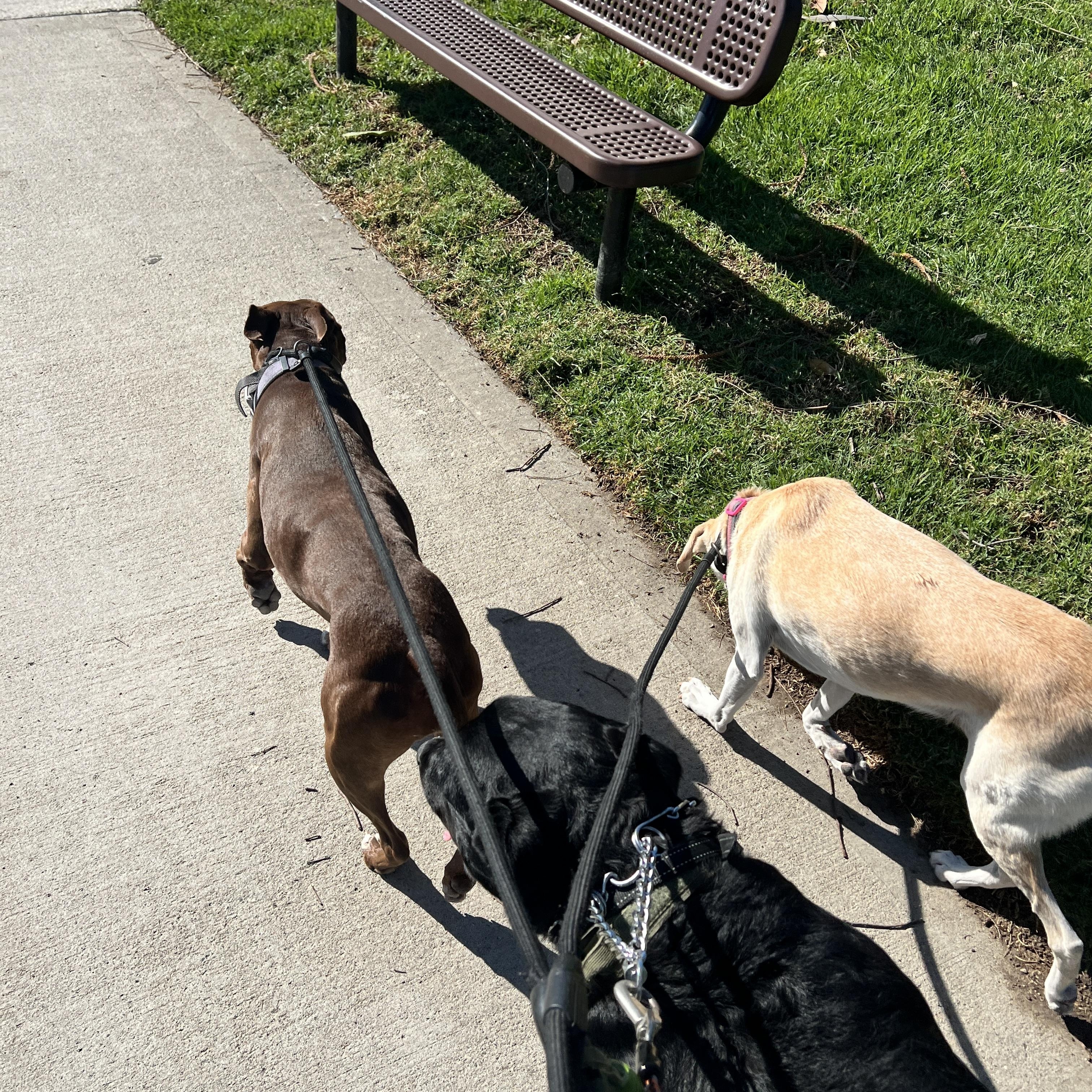 Ronin, a Adoptable Black Labrador Retriever in Cypress , CA image 5/6