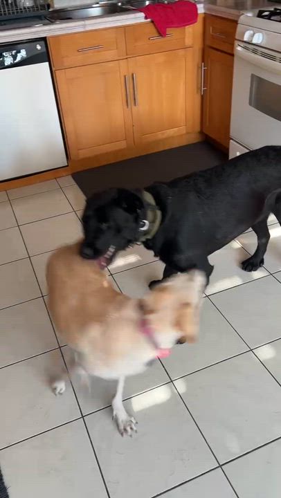 Enlarge Ronin, a Adoptable Black Labrador Retriever in Cypress , CA video 3/6