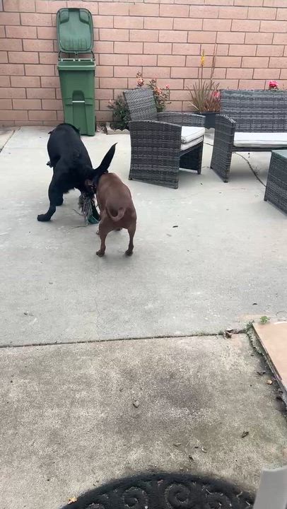 Enlarge Ronin, a Adoptable Black Labrador Retriever in Cypress , CA video 6/6