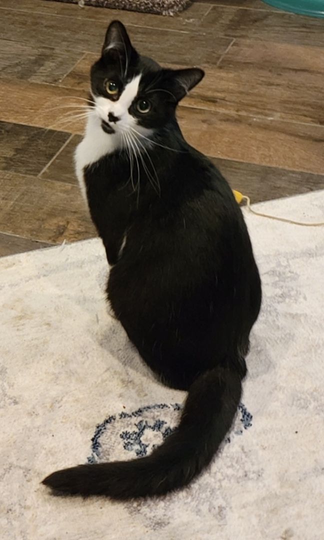 Thora, a Adoptable Domestic Short Hair in Anoka, MN image 1/8