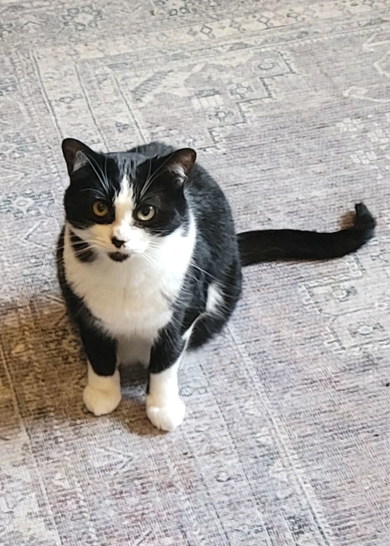 Thora, a Adoptable Domestic Short Hair in Anoka, MN image 2/8