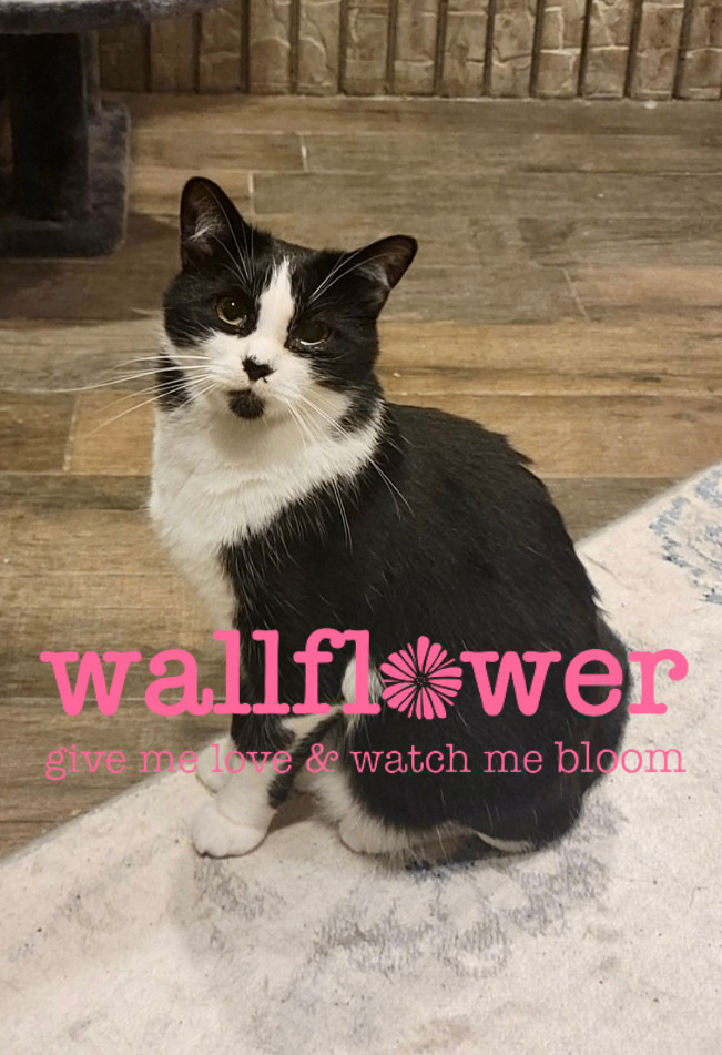 Thora, a Adoptable Domestic Short Hair in Anoka, MN image 3/8