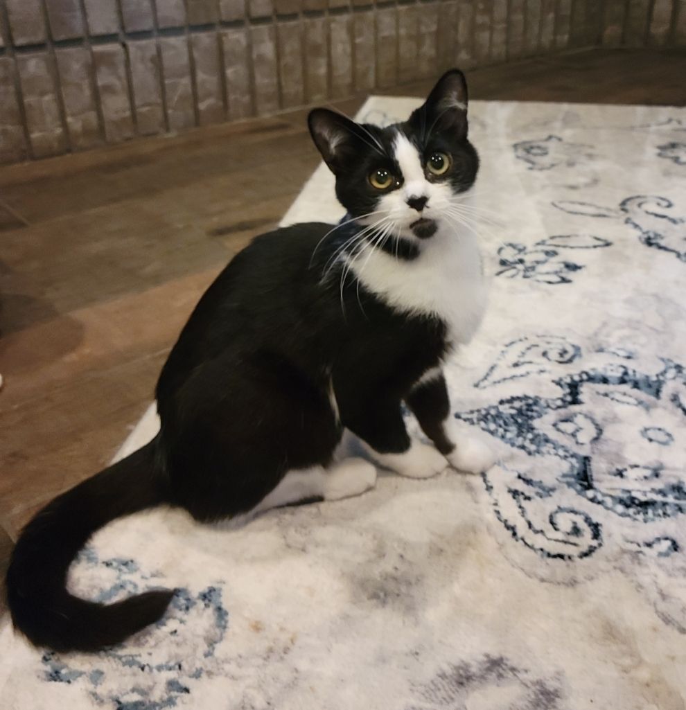 Thora, a Adoptable Domestic Short Hair in Anoka, MN image 4/8