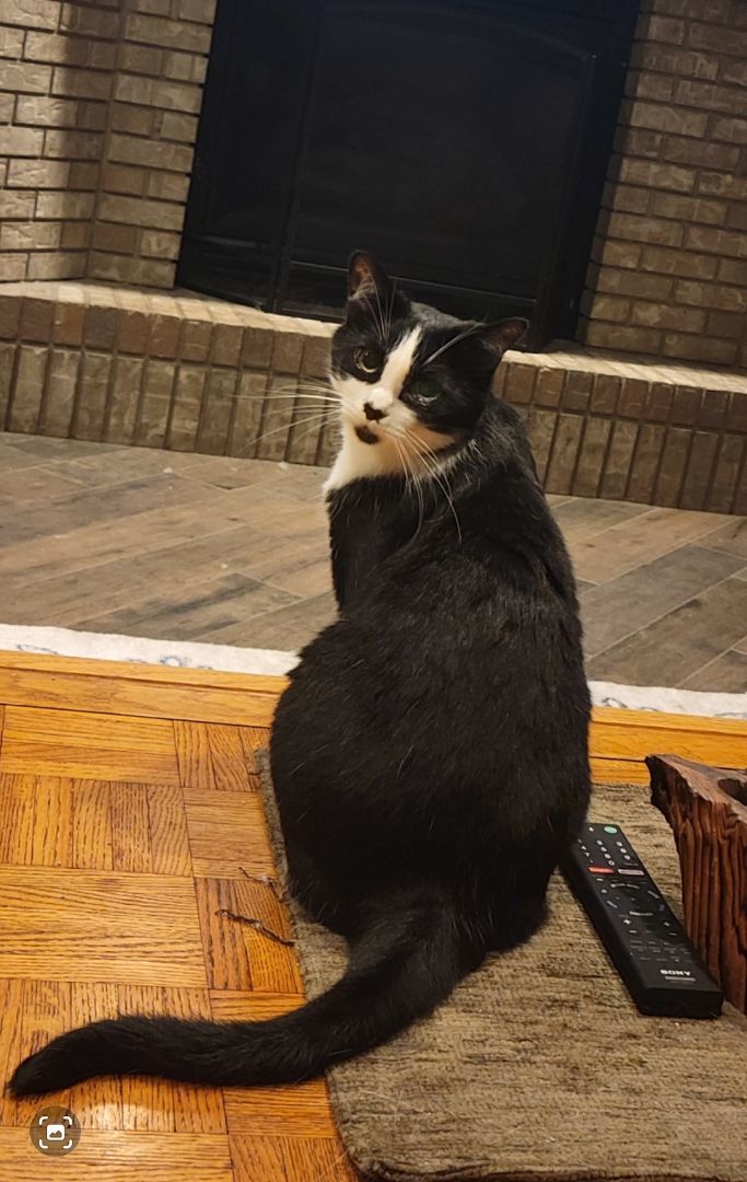 Thora, a Adoptable Domestic Short Hair in Anoka, MN image 5/8