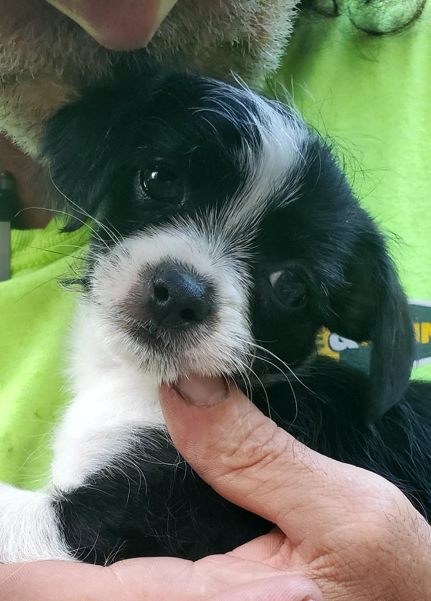 Dexter, Adopted, Puppy Male Shih Tzu & Chihuahua.