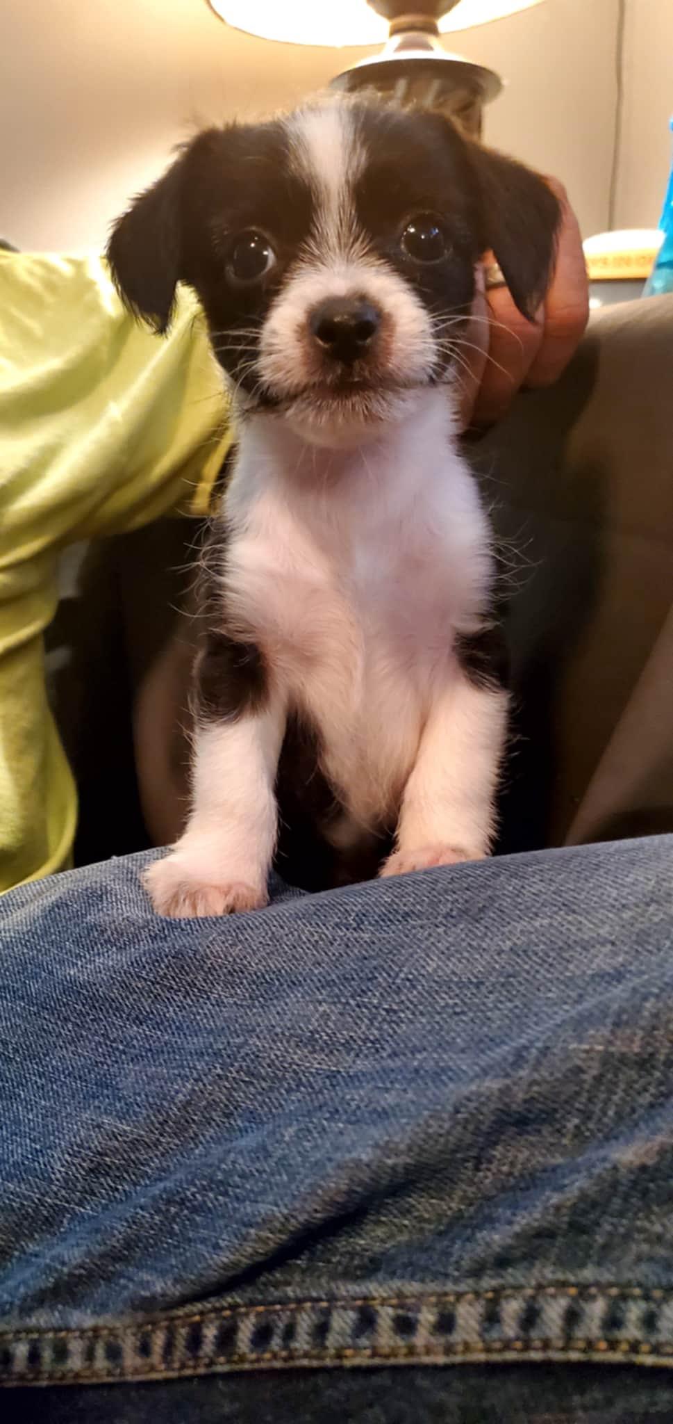 Dexter, a Adopted mixed breed in Louisville, KY image 2/5